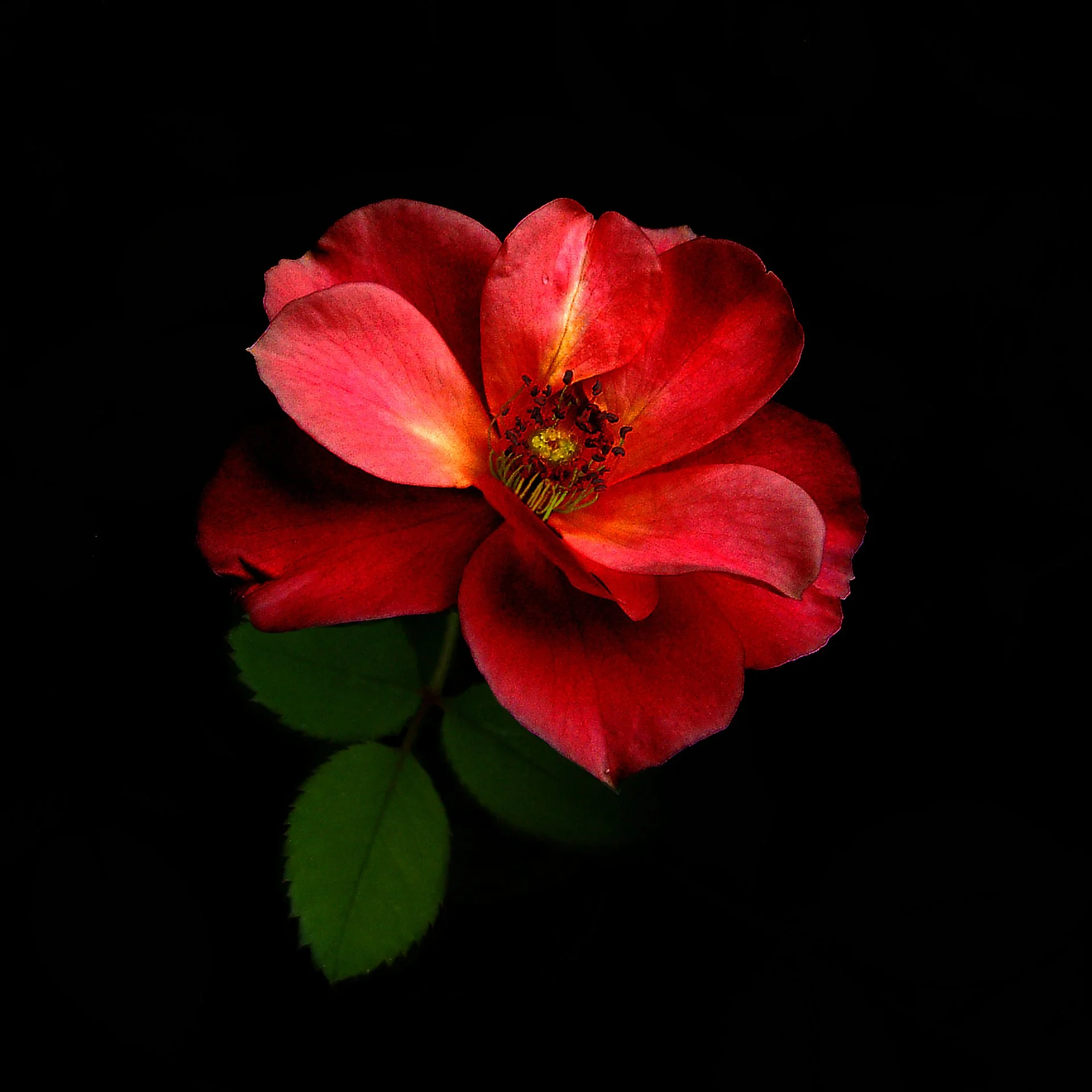 Red Rose #2_20x20.jpg