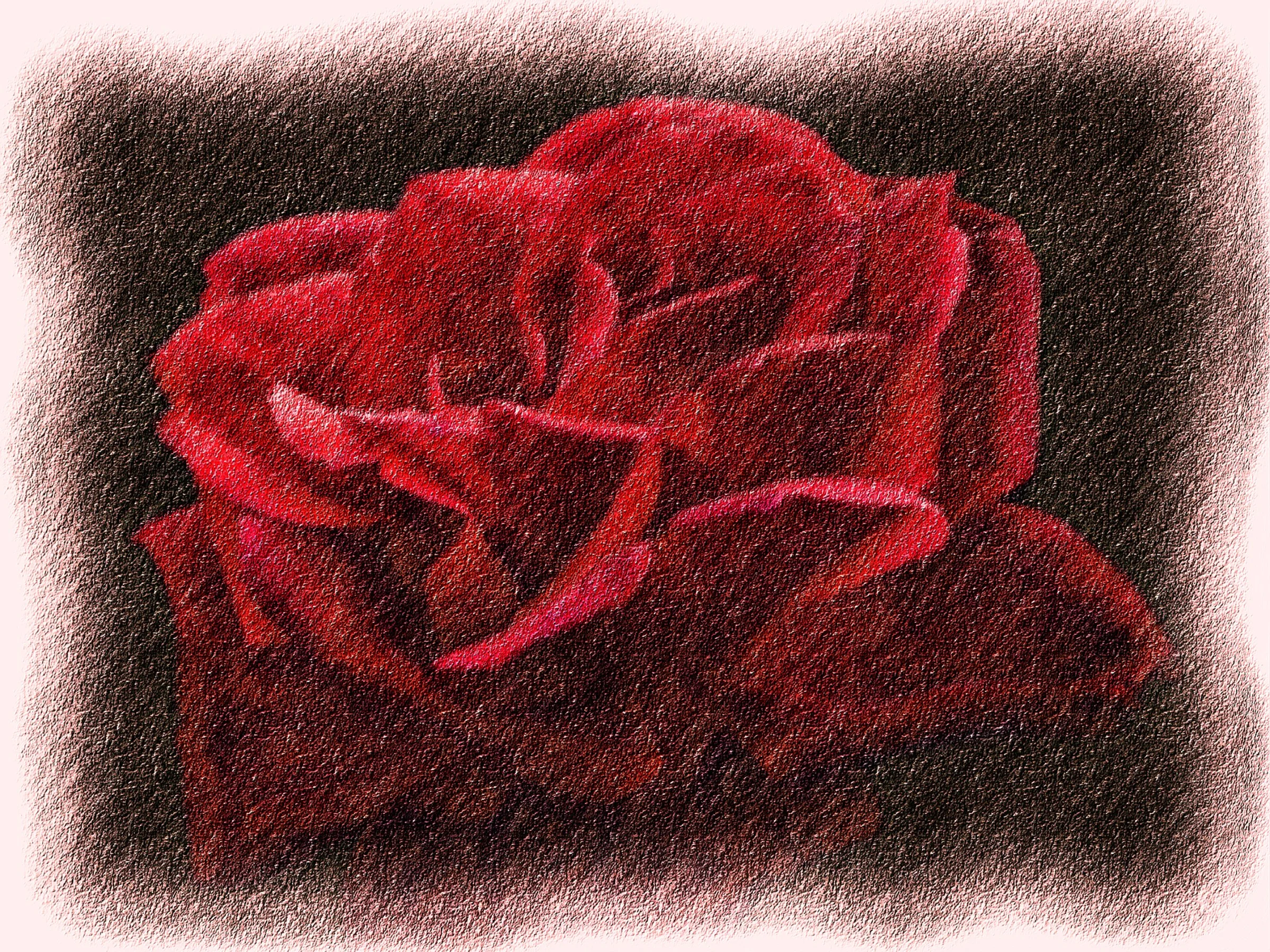 RED ROSE #3_16X20.jpg