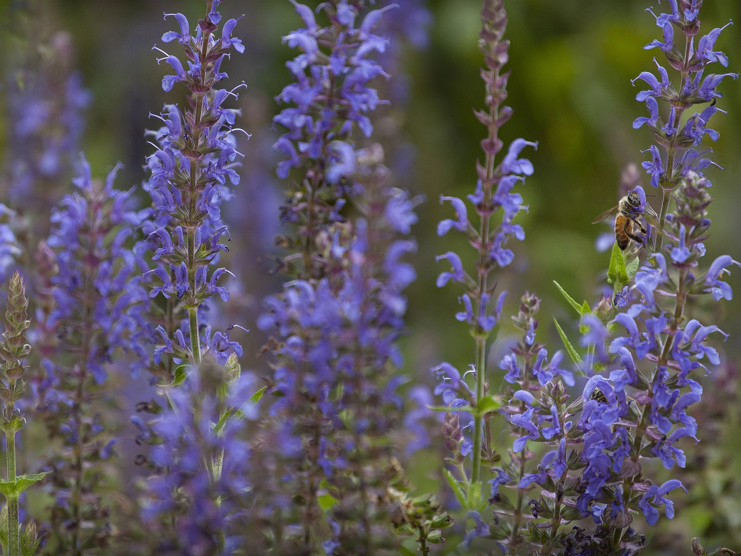 Salvia and Bee_18x24.jpg