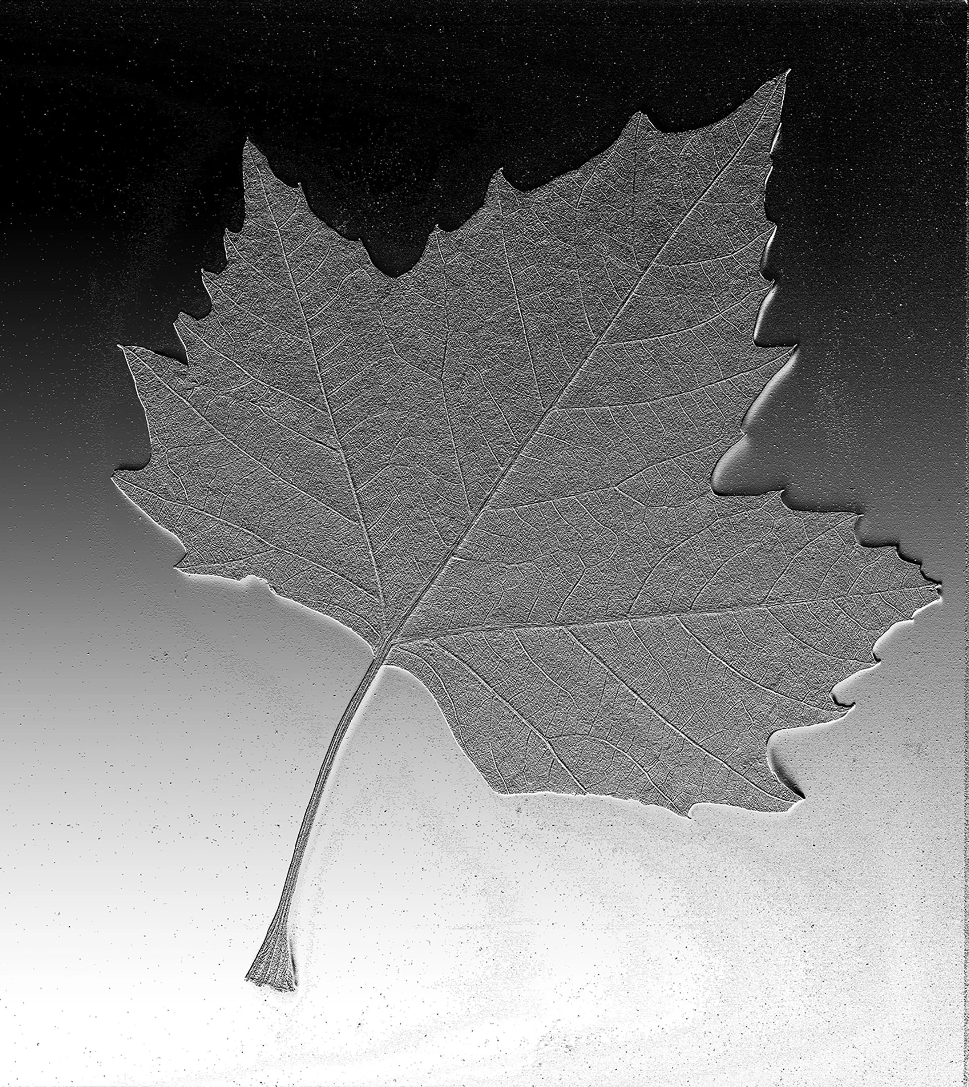 SILVER LEAF_18X18.jpg