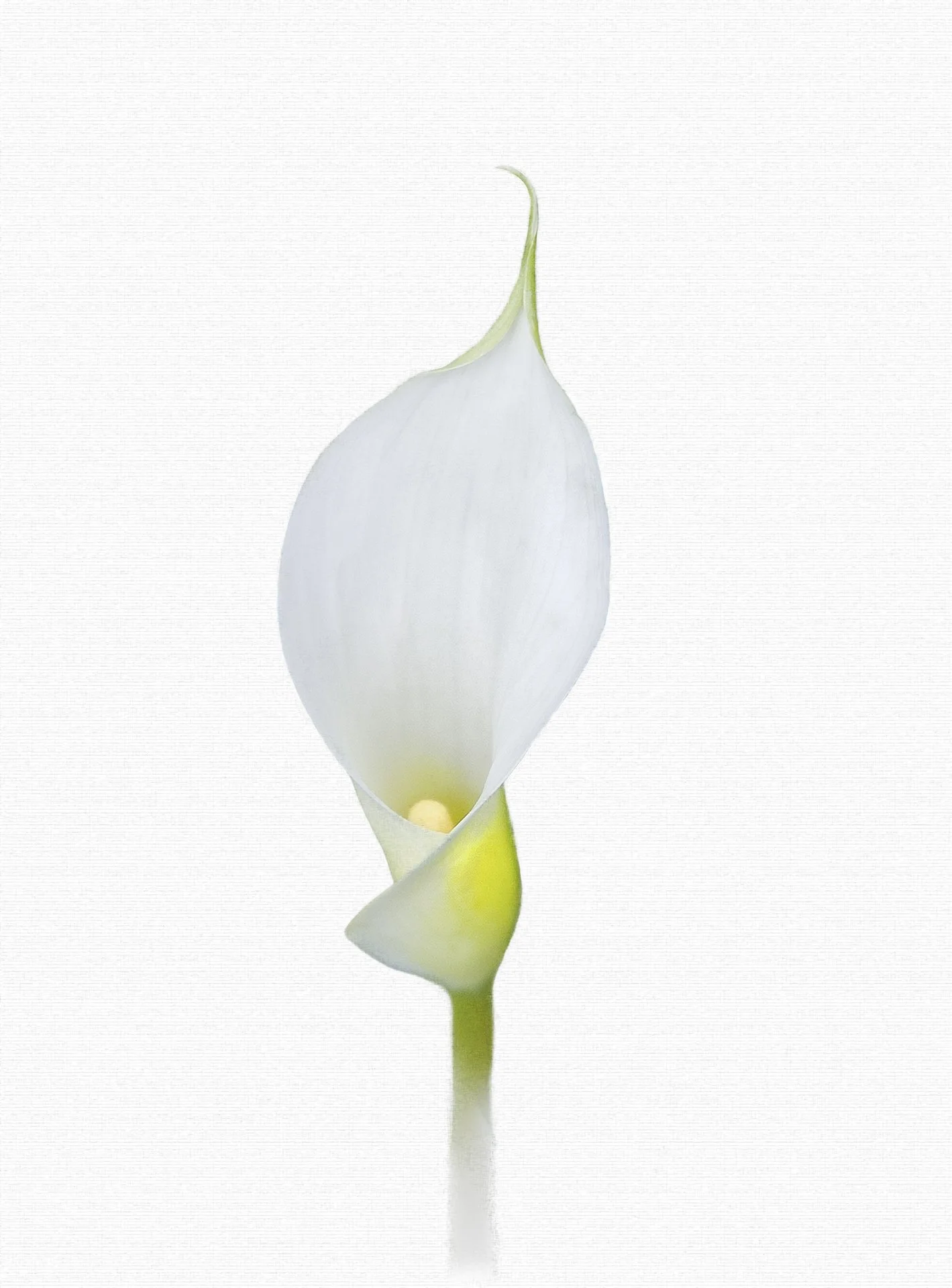 White Calla_16x20.jpg
