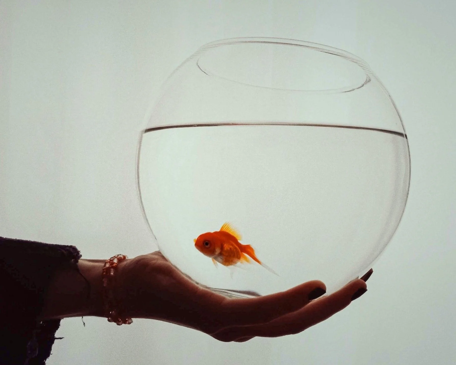 Lessons from a Fish Bowl