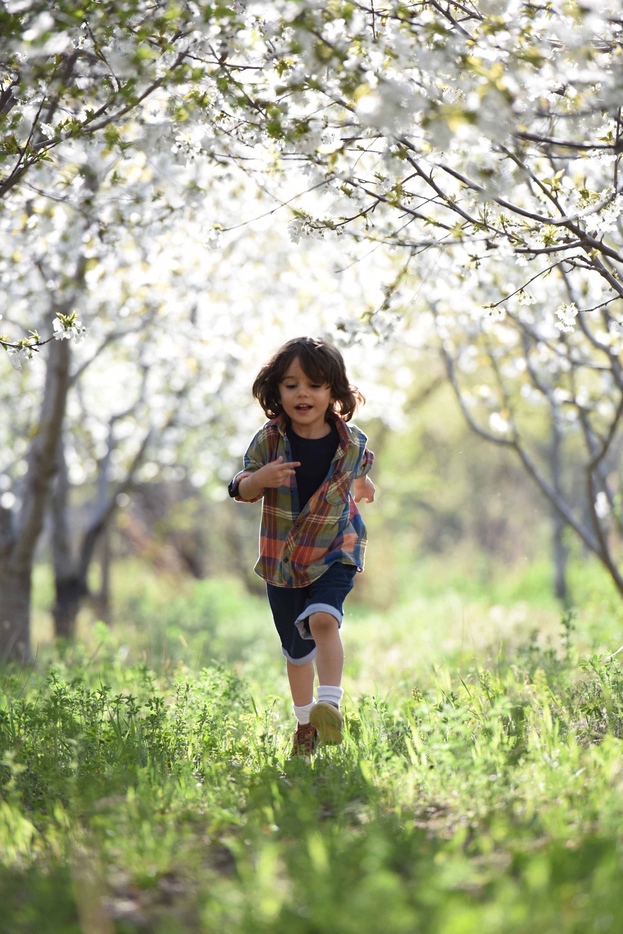 blurred-background-boy-child-1416736.jpg