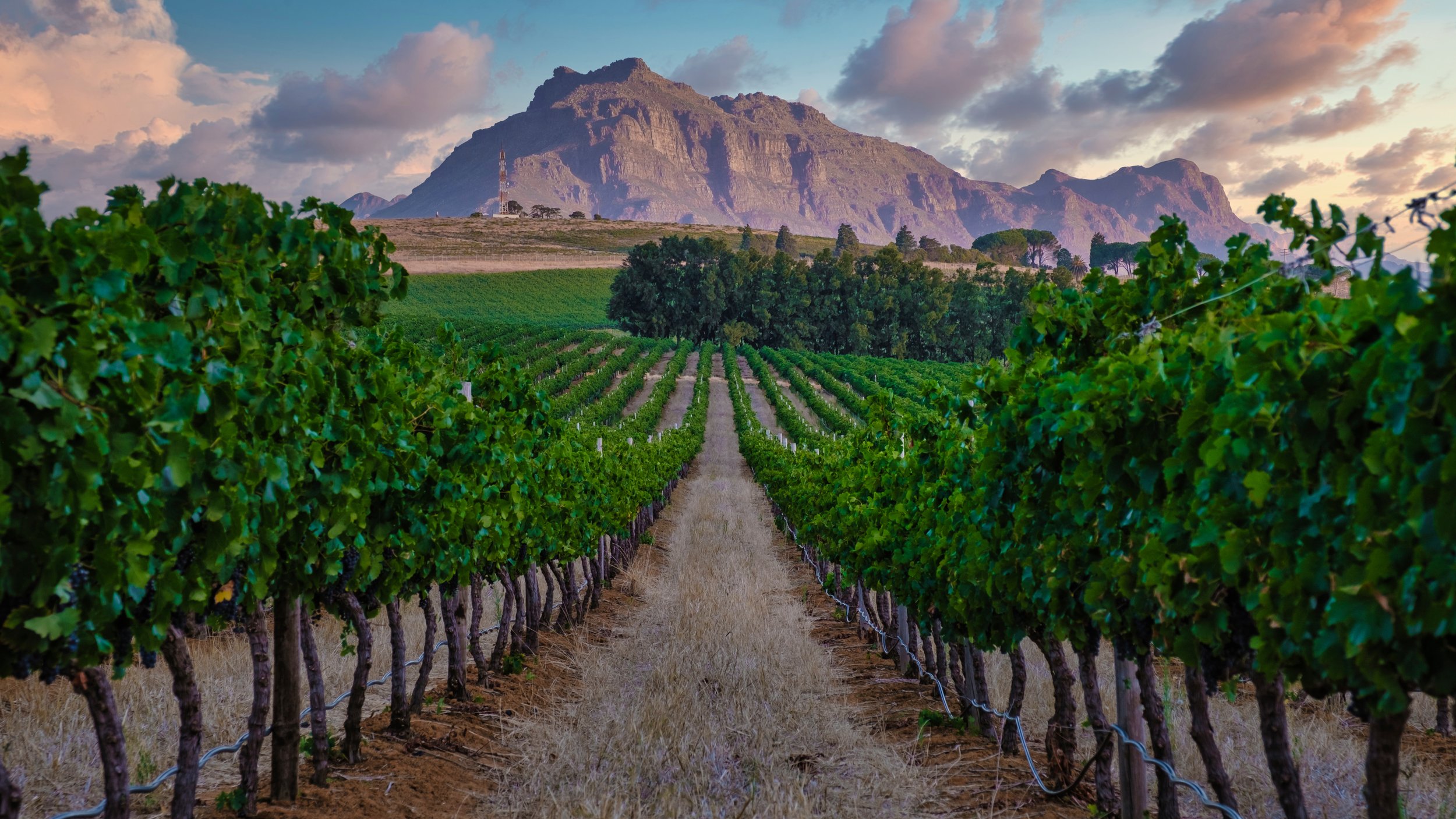 Meet the Makers: South African Wine Class - Monday, May 12 (Tria Wash West)