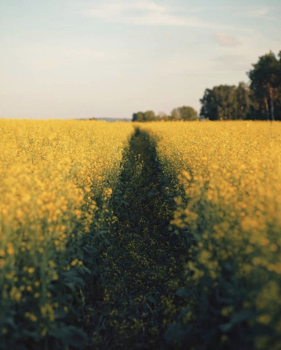 Yin Yoga + Traditional Chinese Medicine