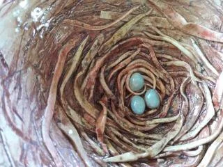 Nest with Three Eggs 1.2.jpg