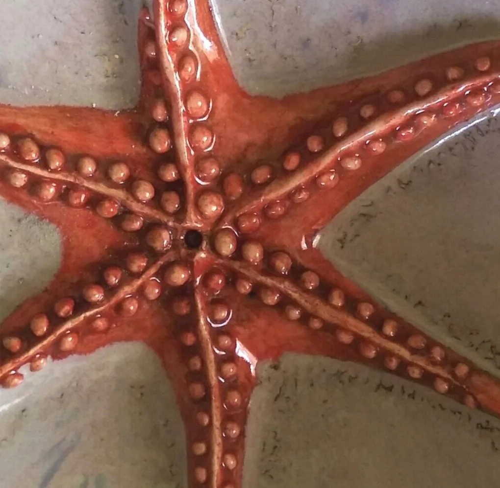 Starfish%2B1.1.jpg