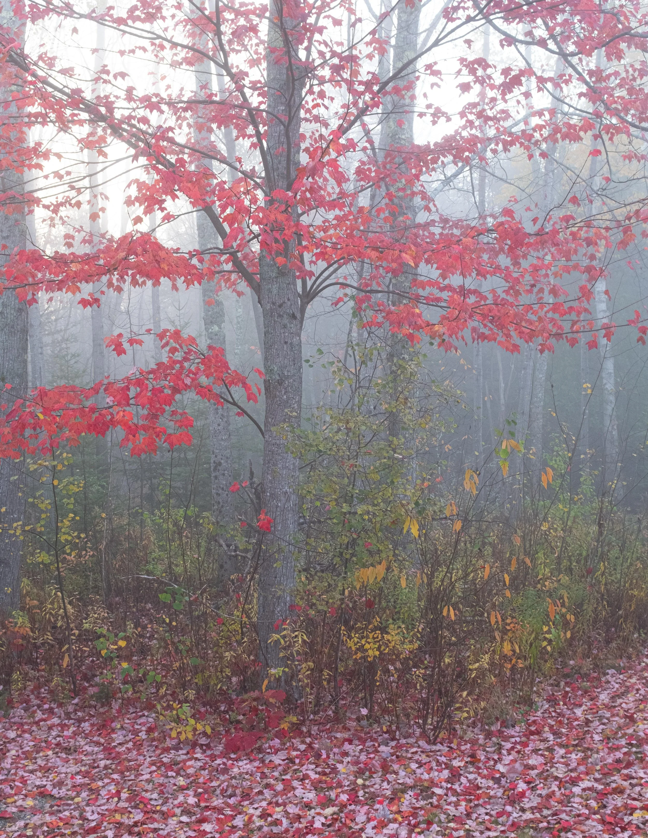 Maple in fog