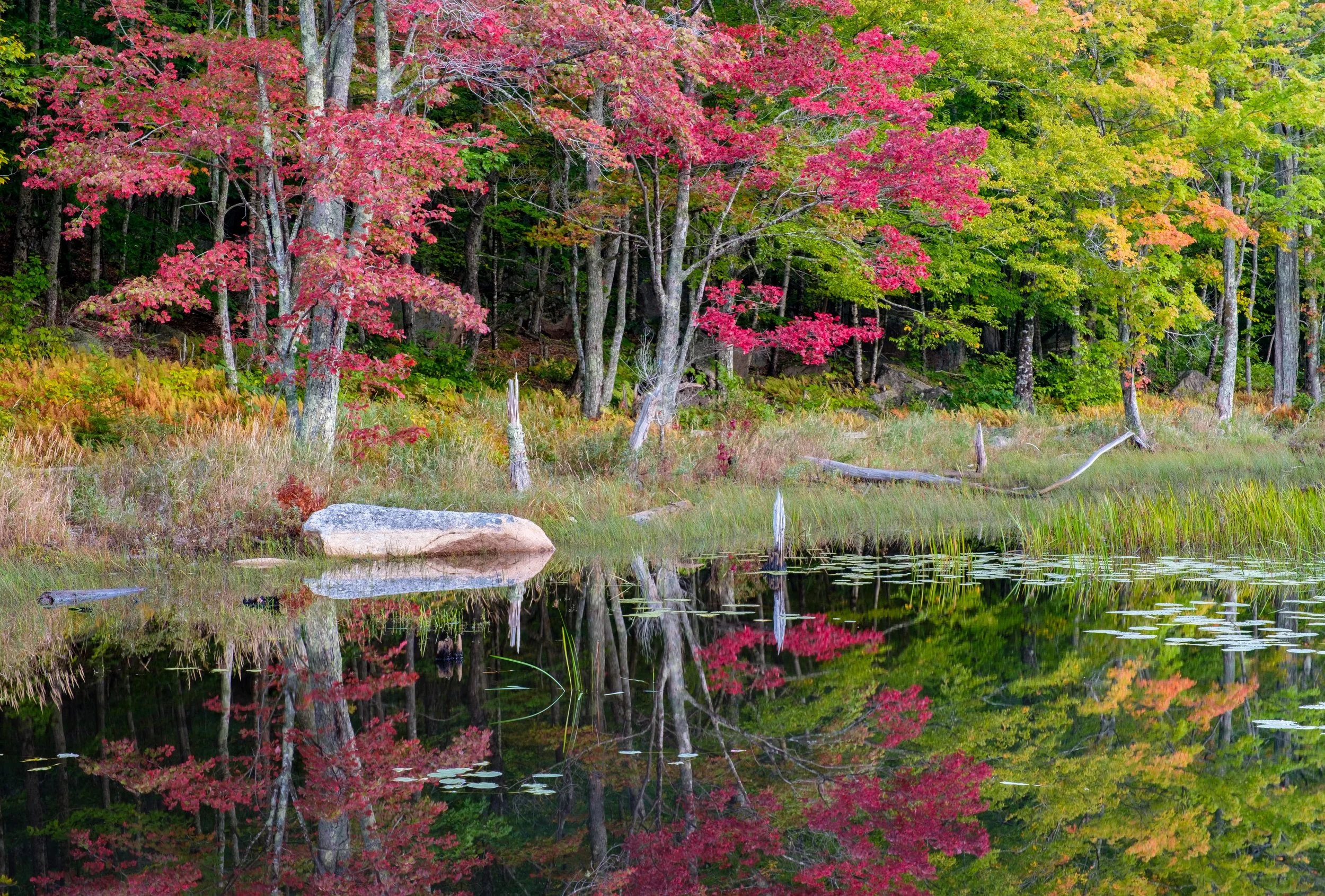 Canon Brook Trail pond