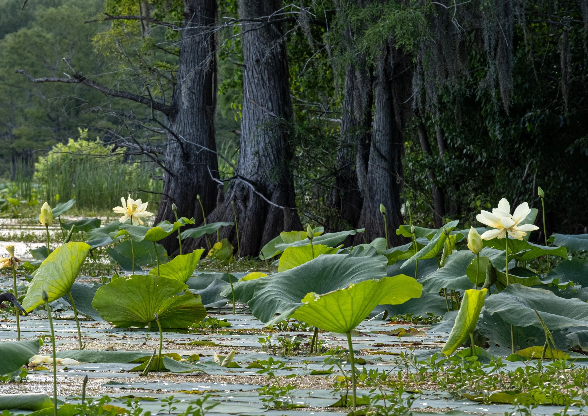 Caddo Lake Lotus