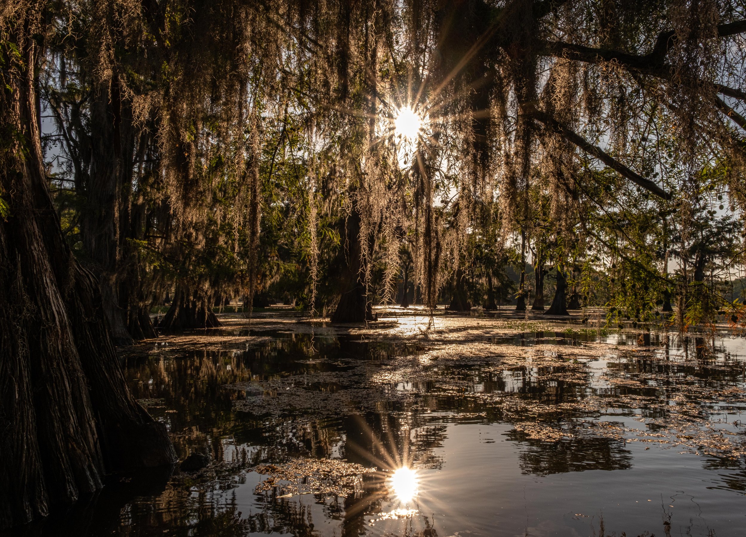 Sunburst on Caddo Lake
