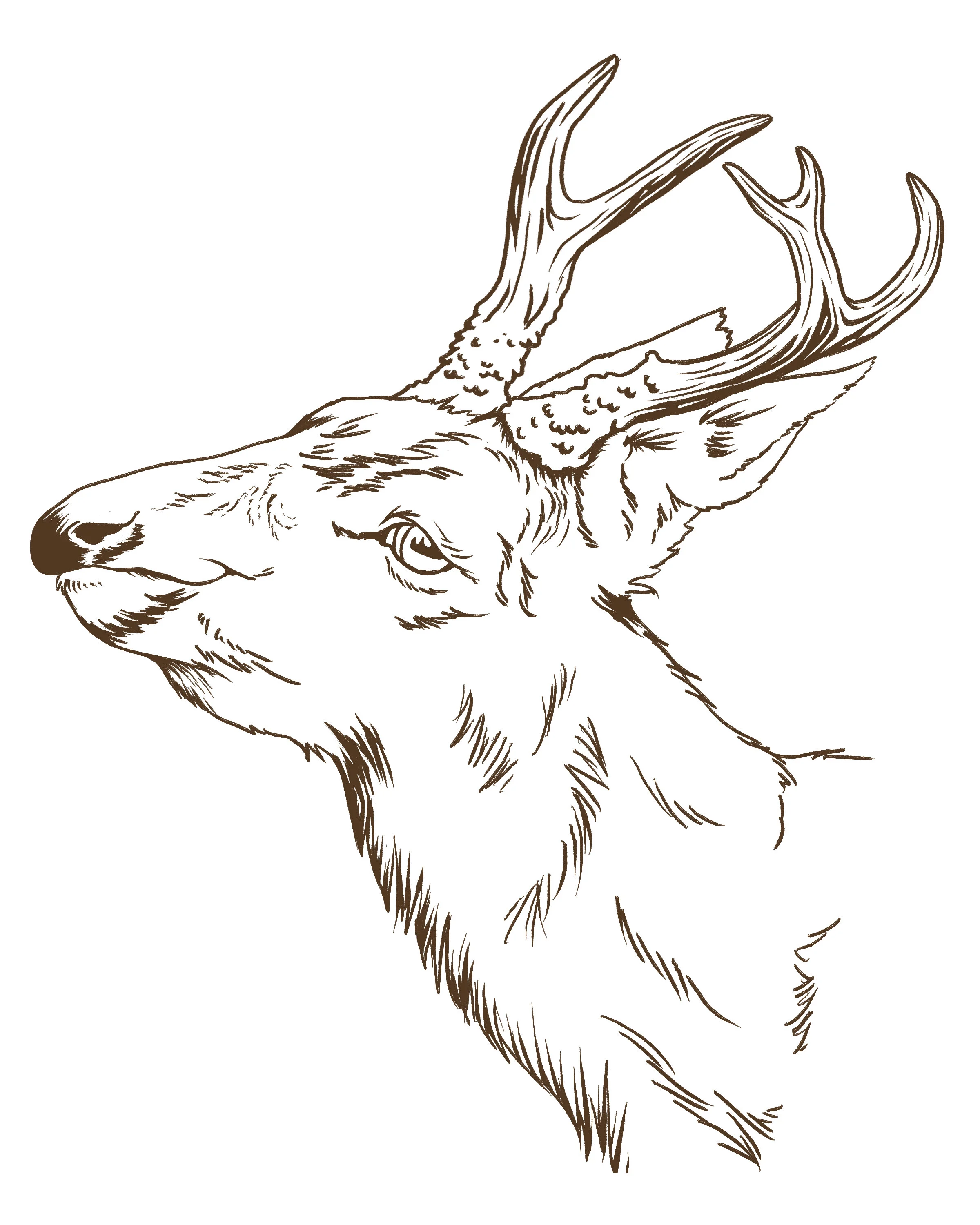 drpdeer4.jpg