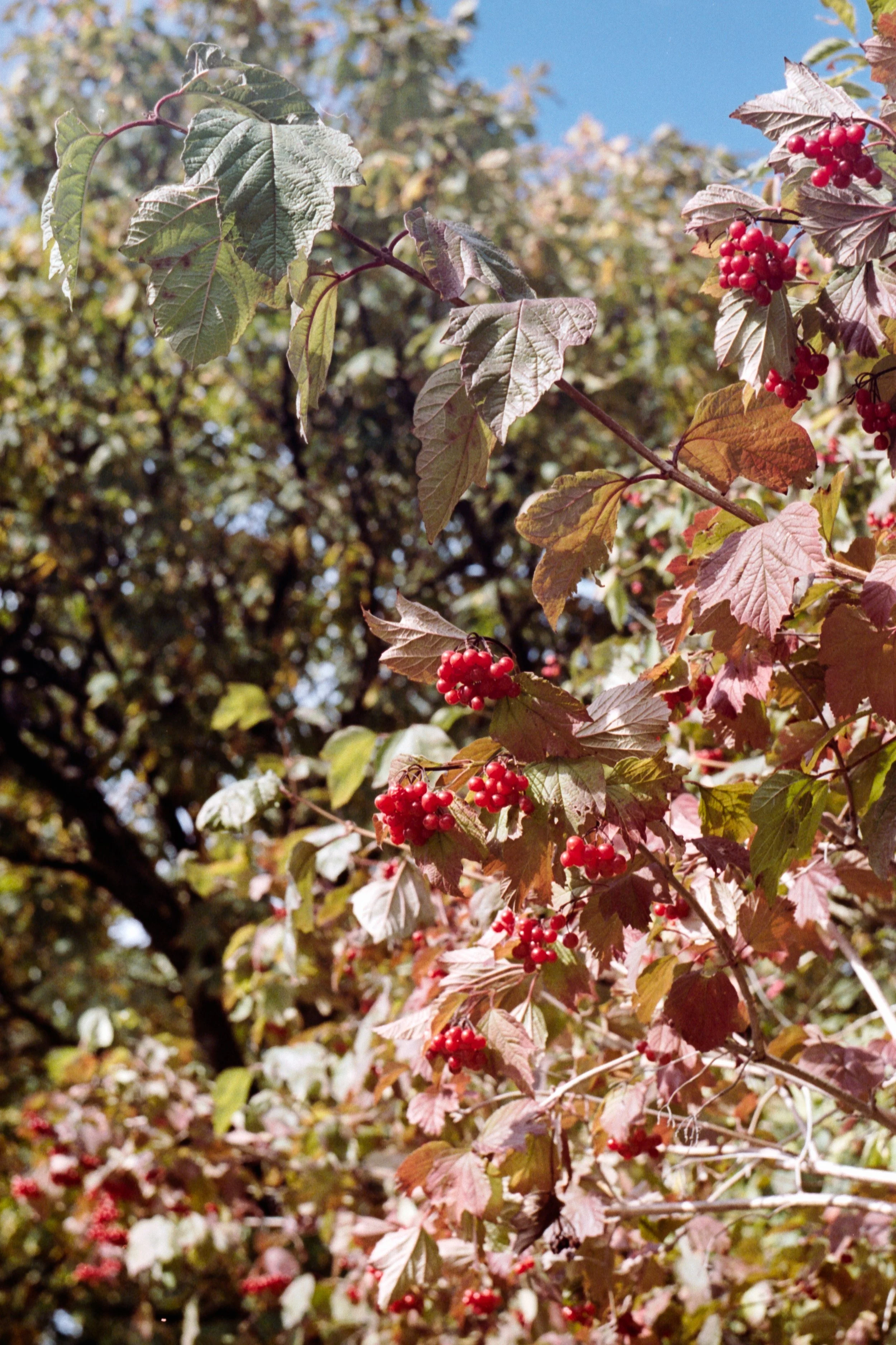 Film_0053_16.jpg