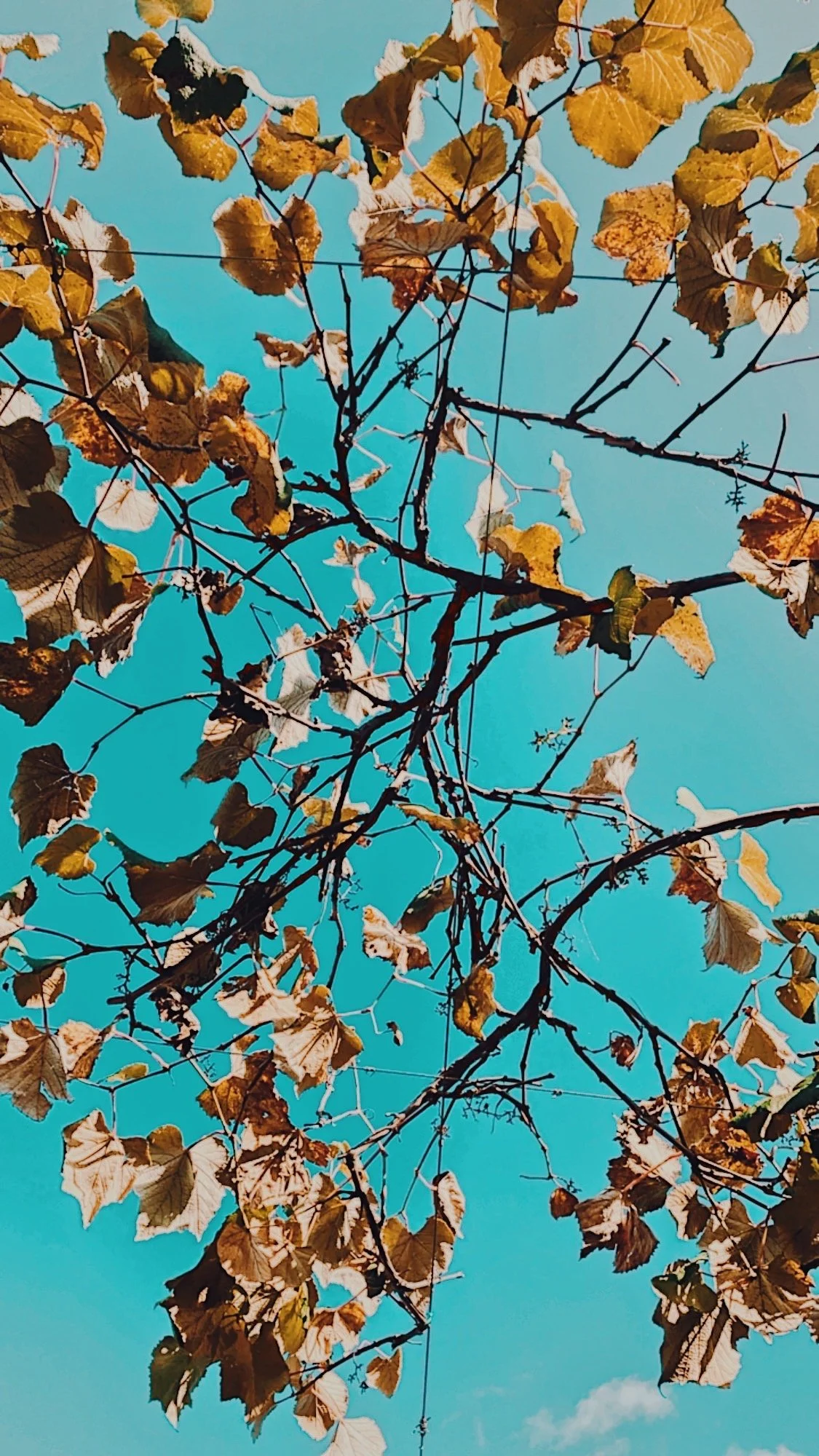  grapevines in the fall 