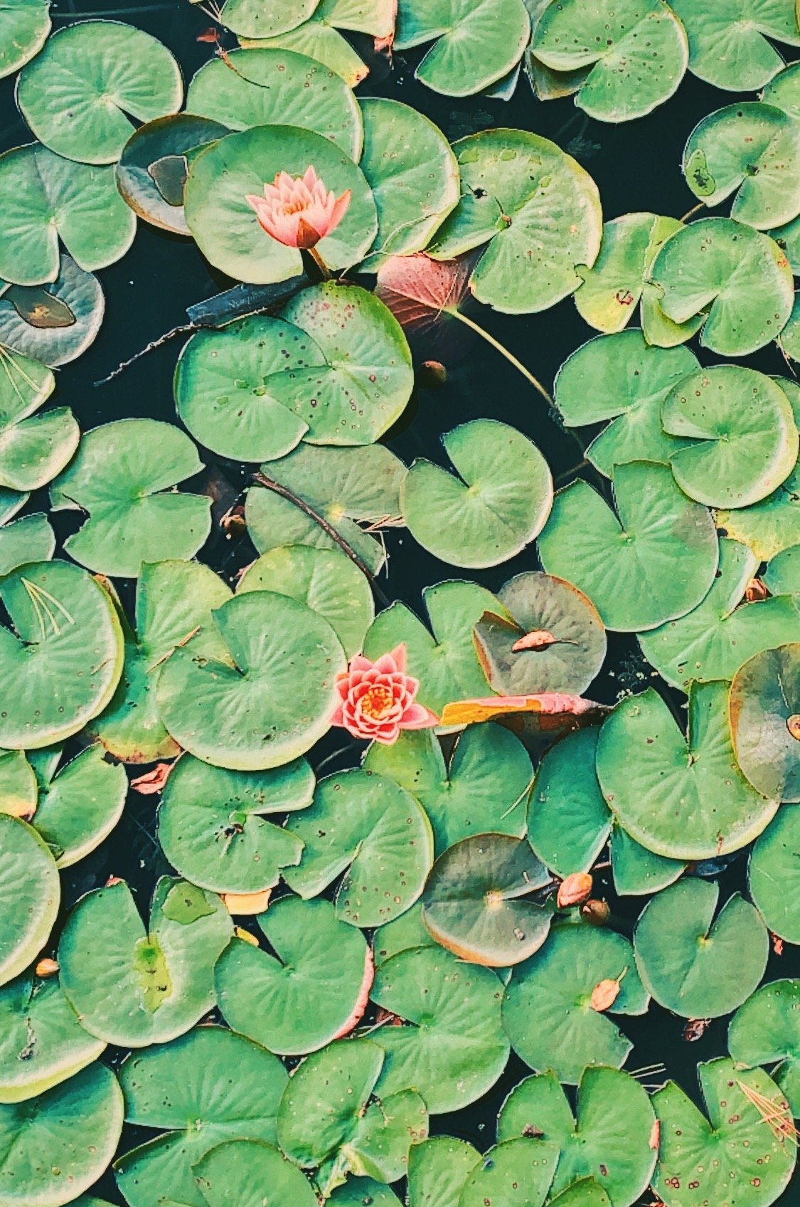  water lilies at the Chicago Botanical Gardens 
