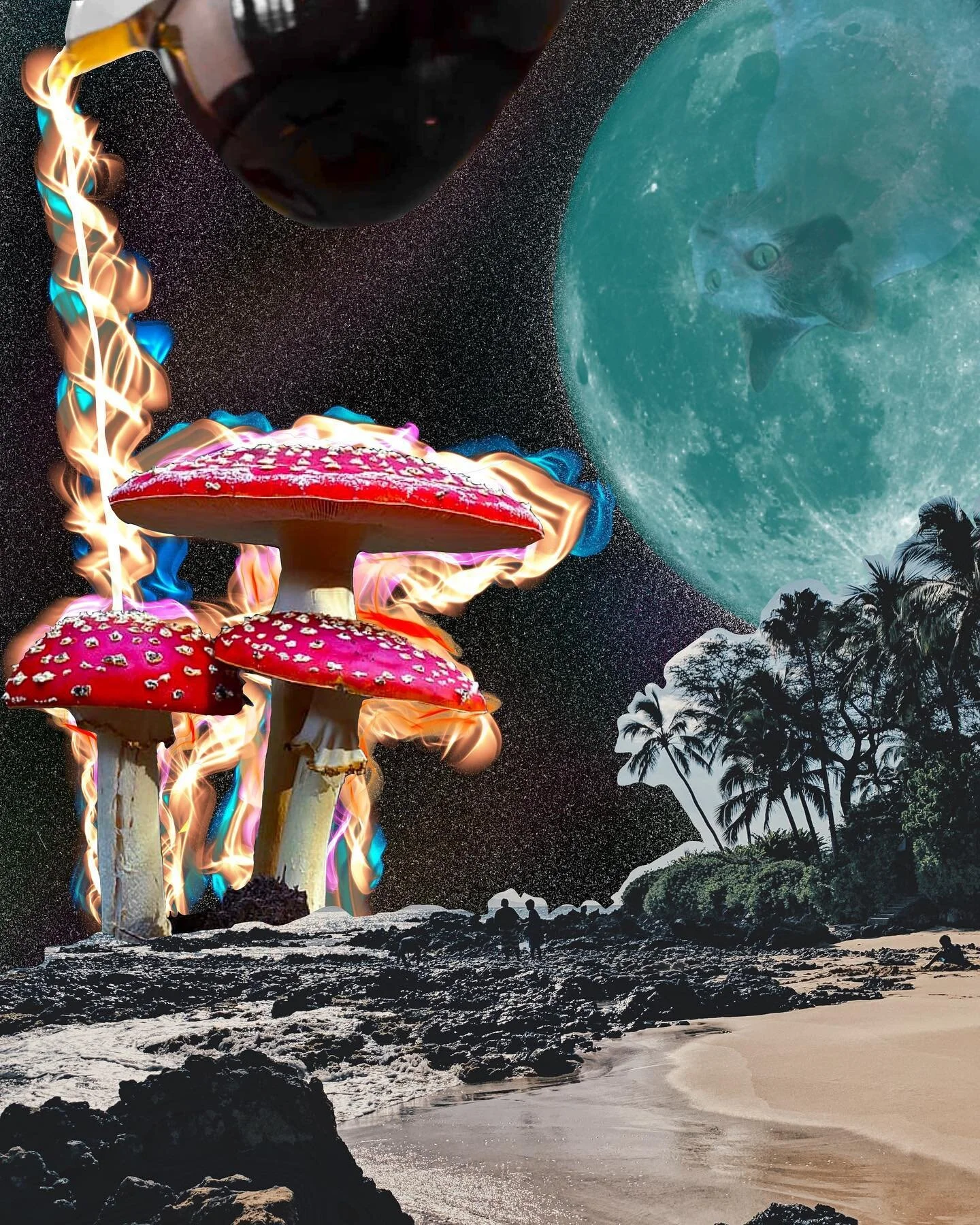 Fiddle in a blue moon 🐈
.
.
.
Fiddle was the cat I fostered for nearly a year in Chicago along with my roommate, and also the first animal I&rsquo;ve ever cared for since I didn&rsquo;t grow up with pets. When @sammys.journal and I first brought her