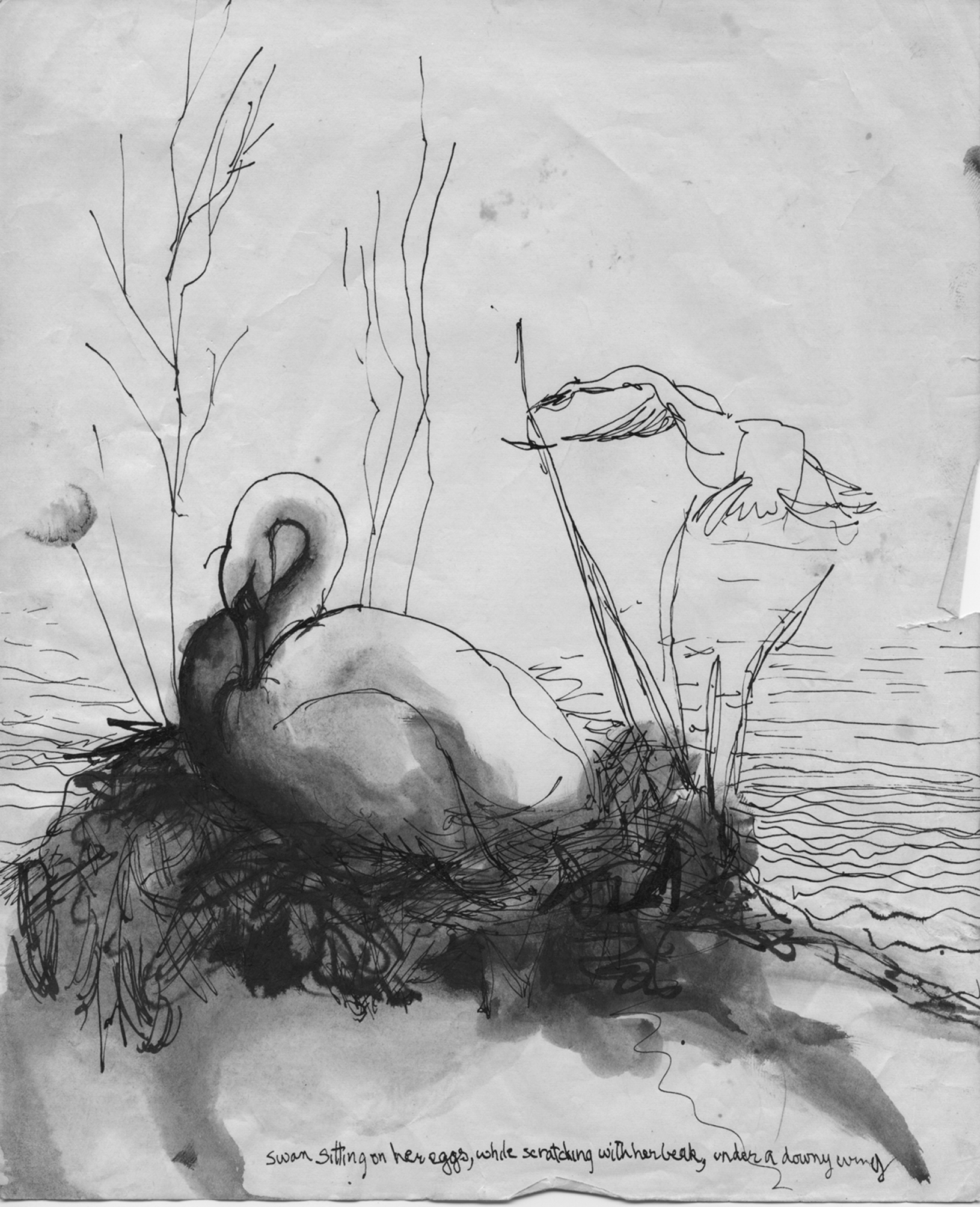 Swan Sitting on her eggs 