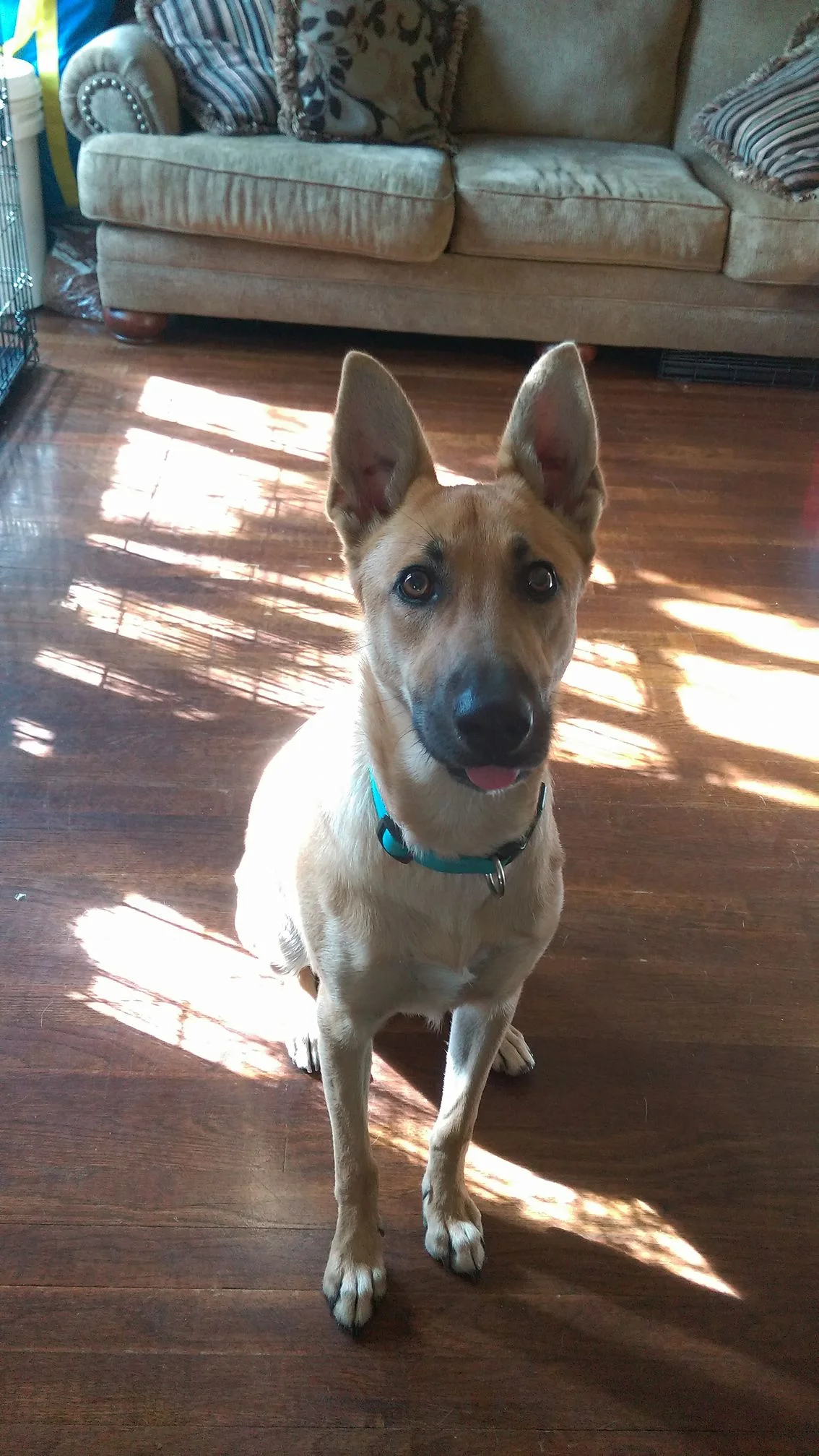 rachel's happy hounds