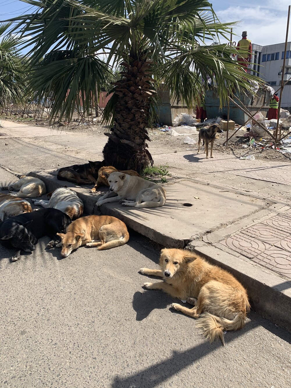 Stray dogs evicted from the grossest lot in Old Airport (next to Laphto Mall).