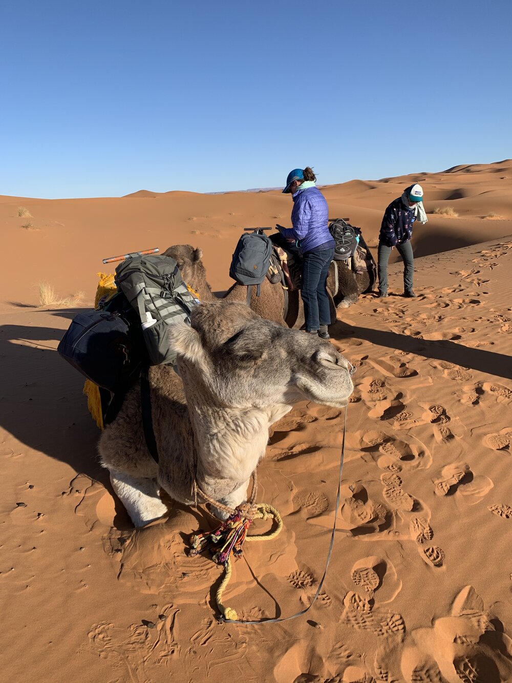 Camel loading.jpg