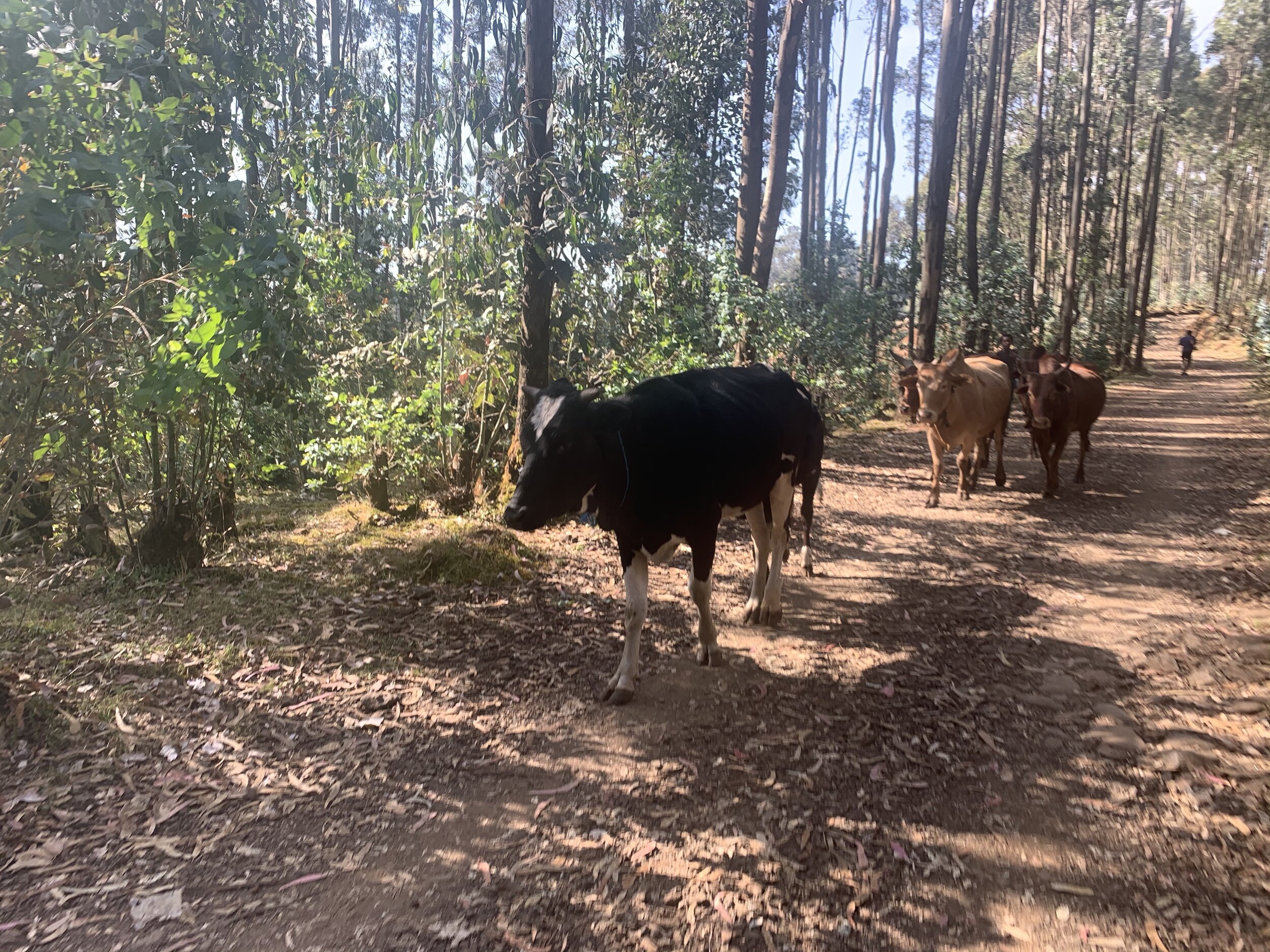 Cows and trail.jpg