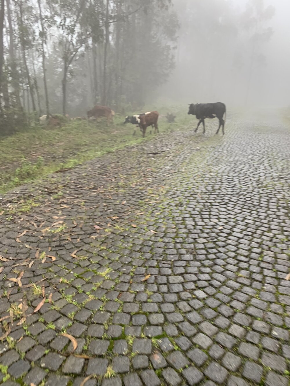 Gulele cows.jpg