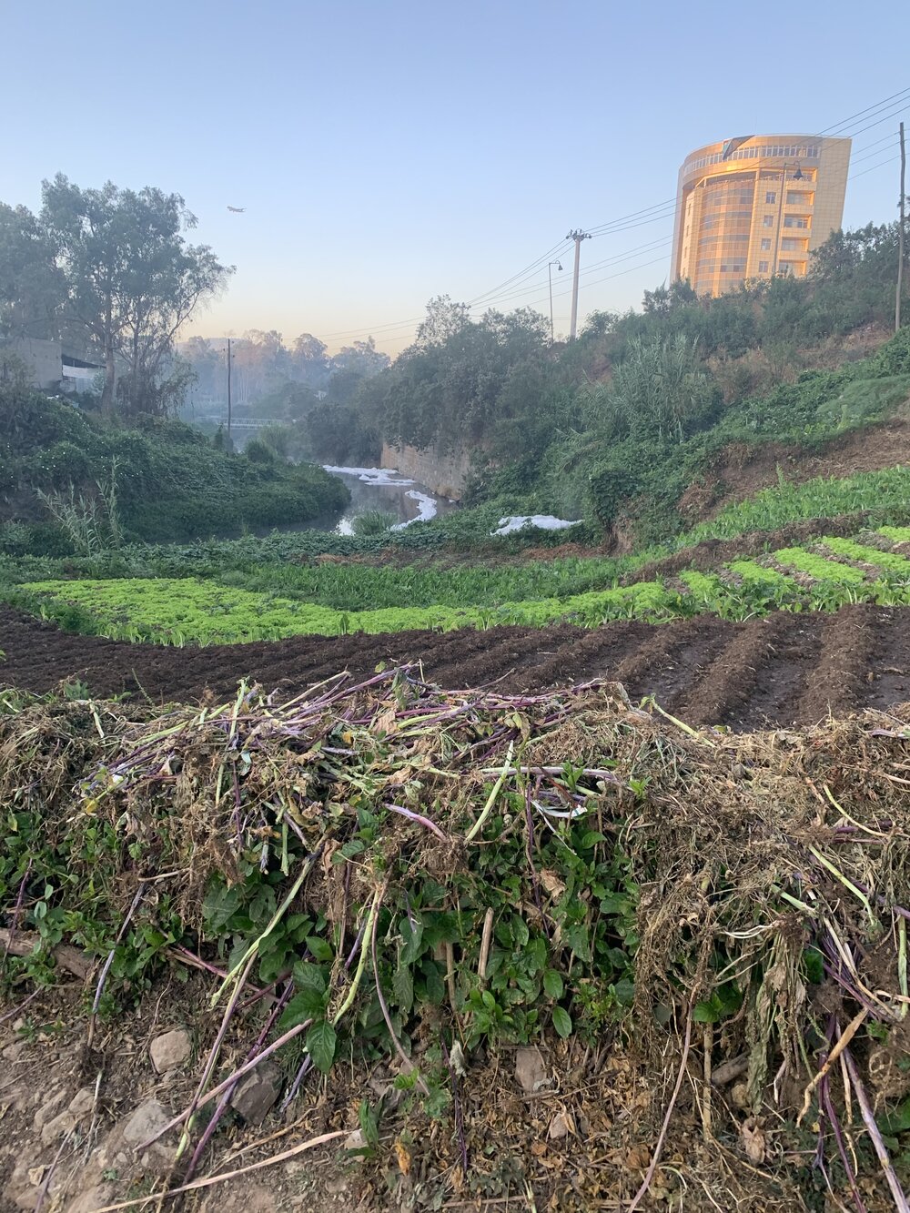 Akaki crops in the morning light.jpg