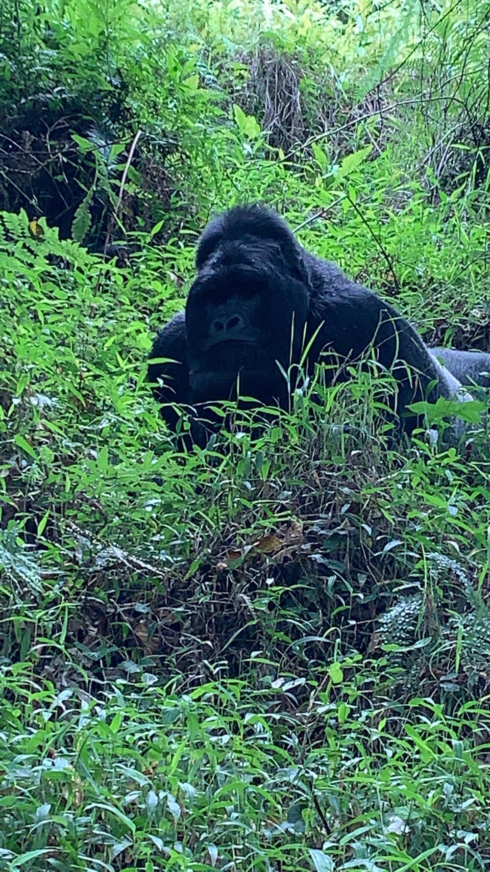 Gorilla portrait.jpg