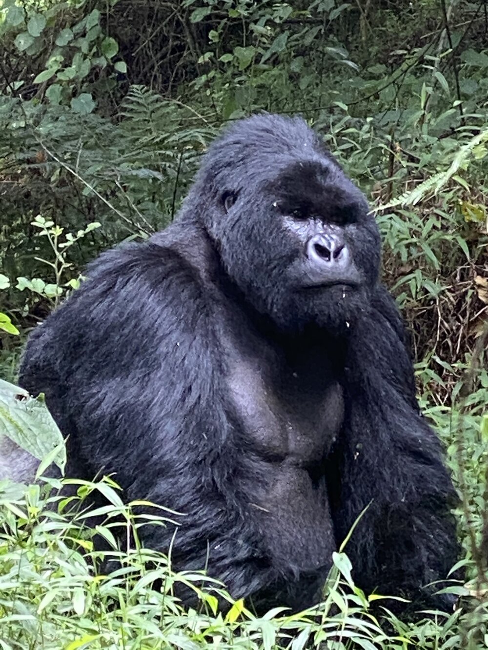 Gorilla closeup.jpg