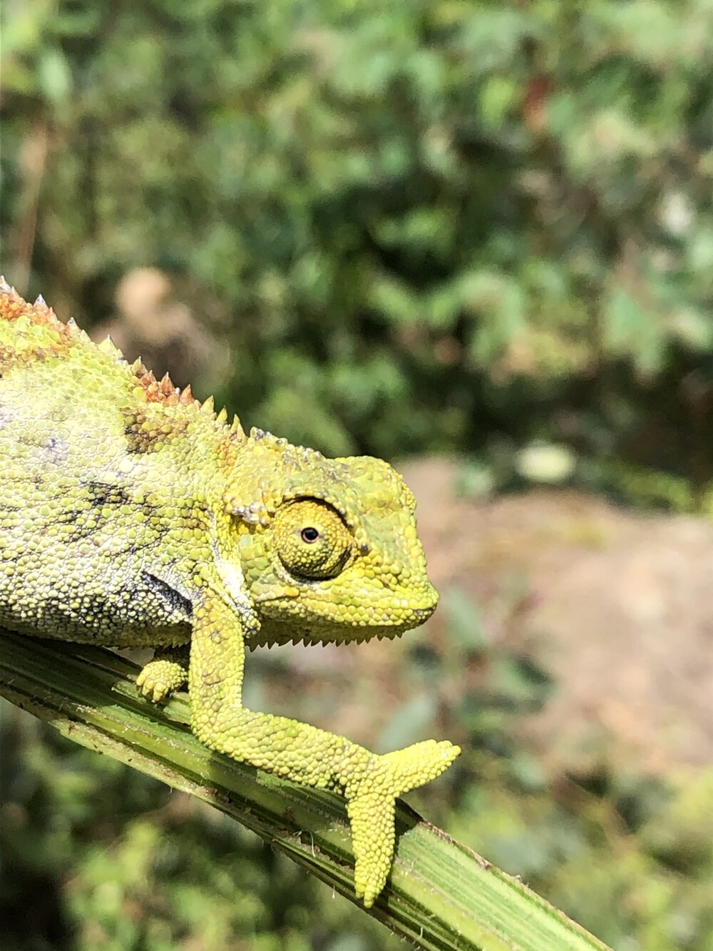 Chameleon closeup.jpg