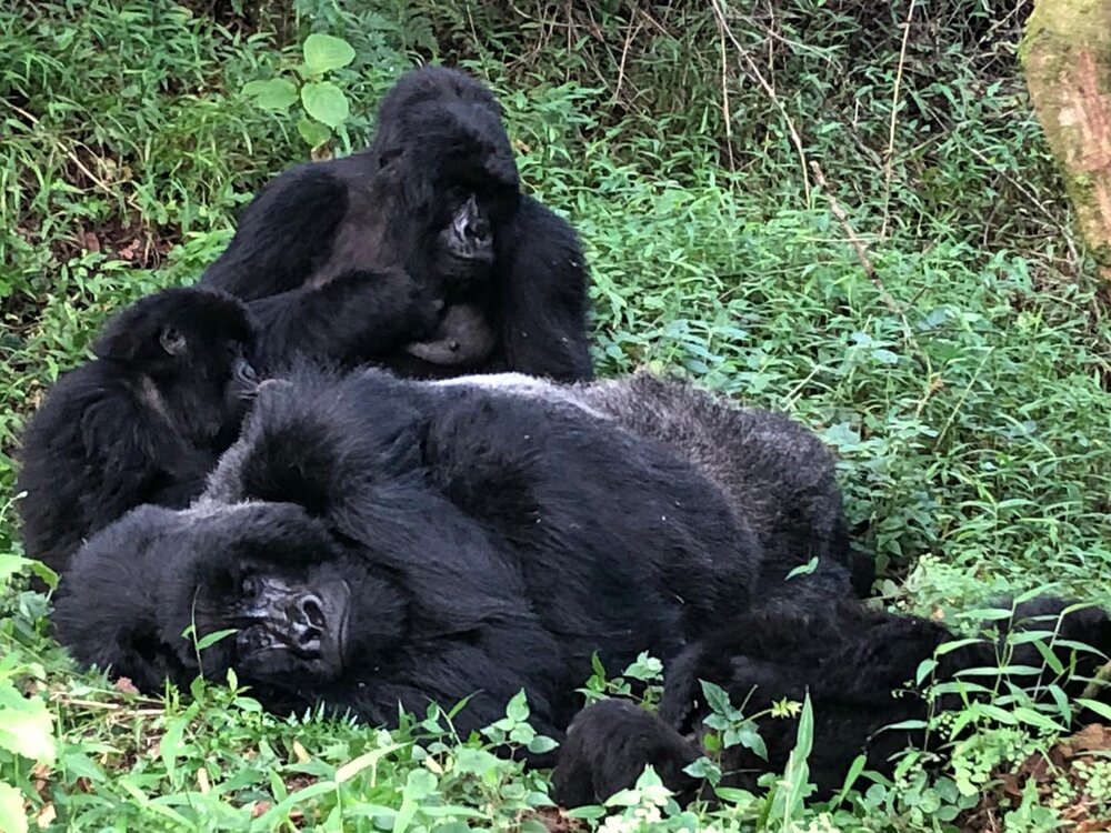 Gorillas chilling #1.jpg