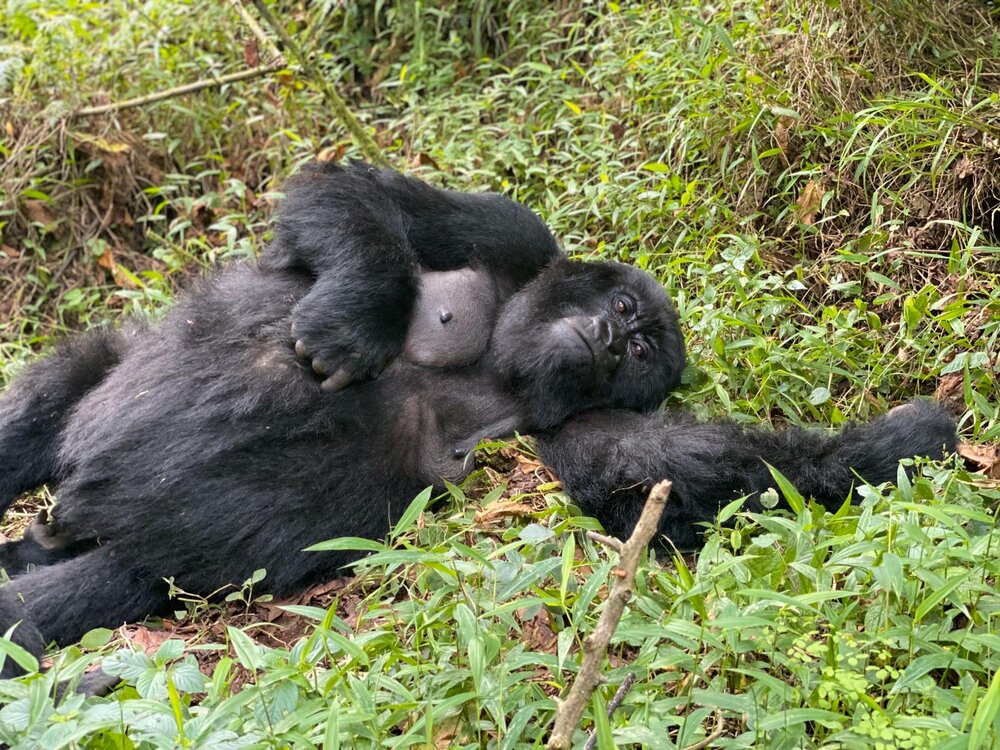 Gorillas chilling #2.jpg