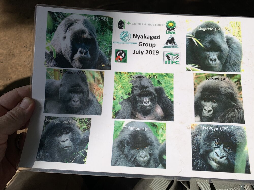 Gorillas rap sheet.jpg