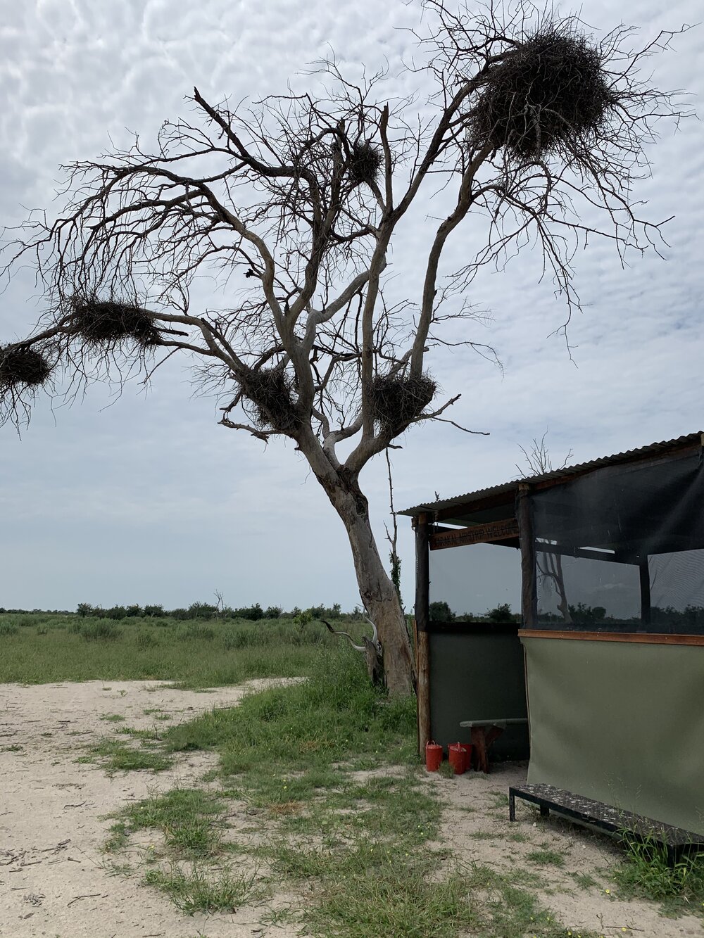 Weaver nests and terminal.jpg