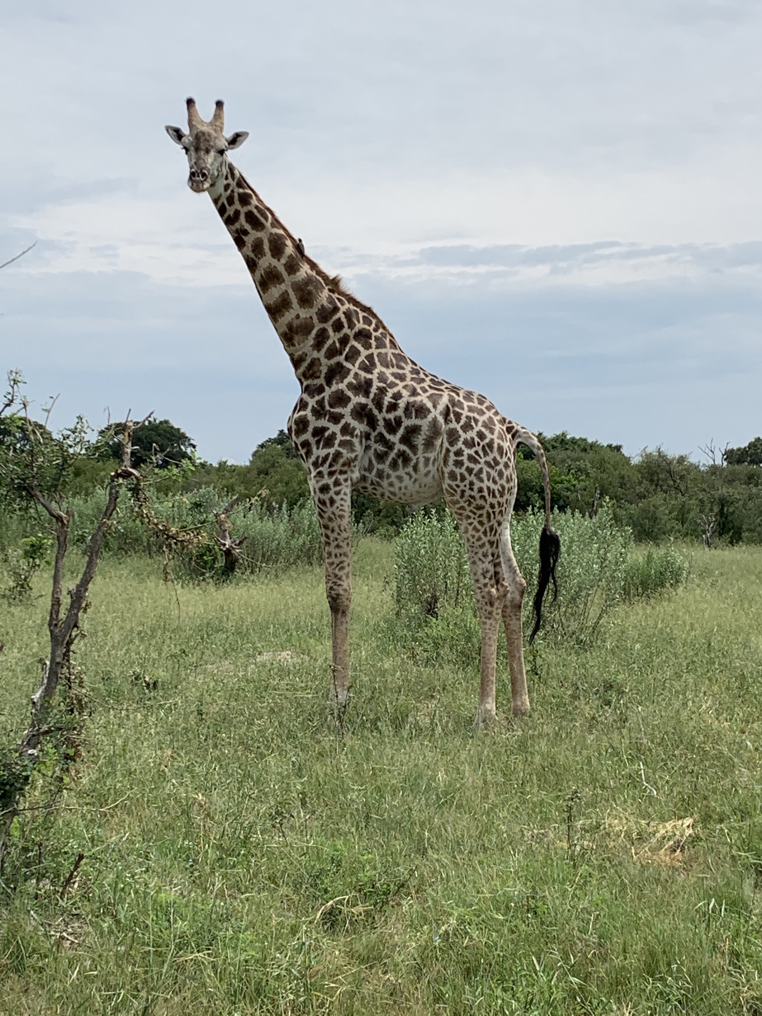 Giraffe at arrival.jpg