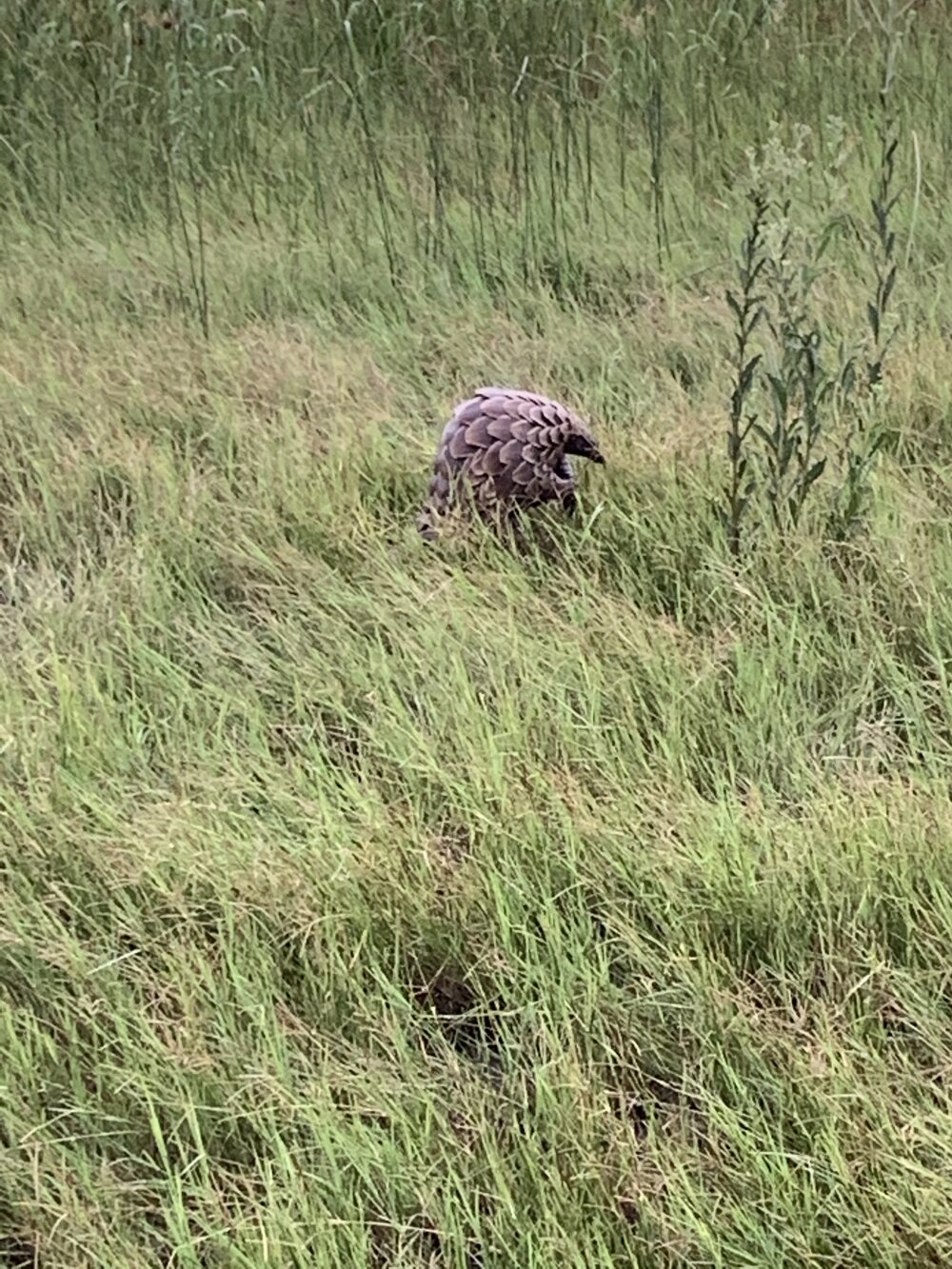 Pangolin.jpg