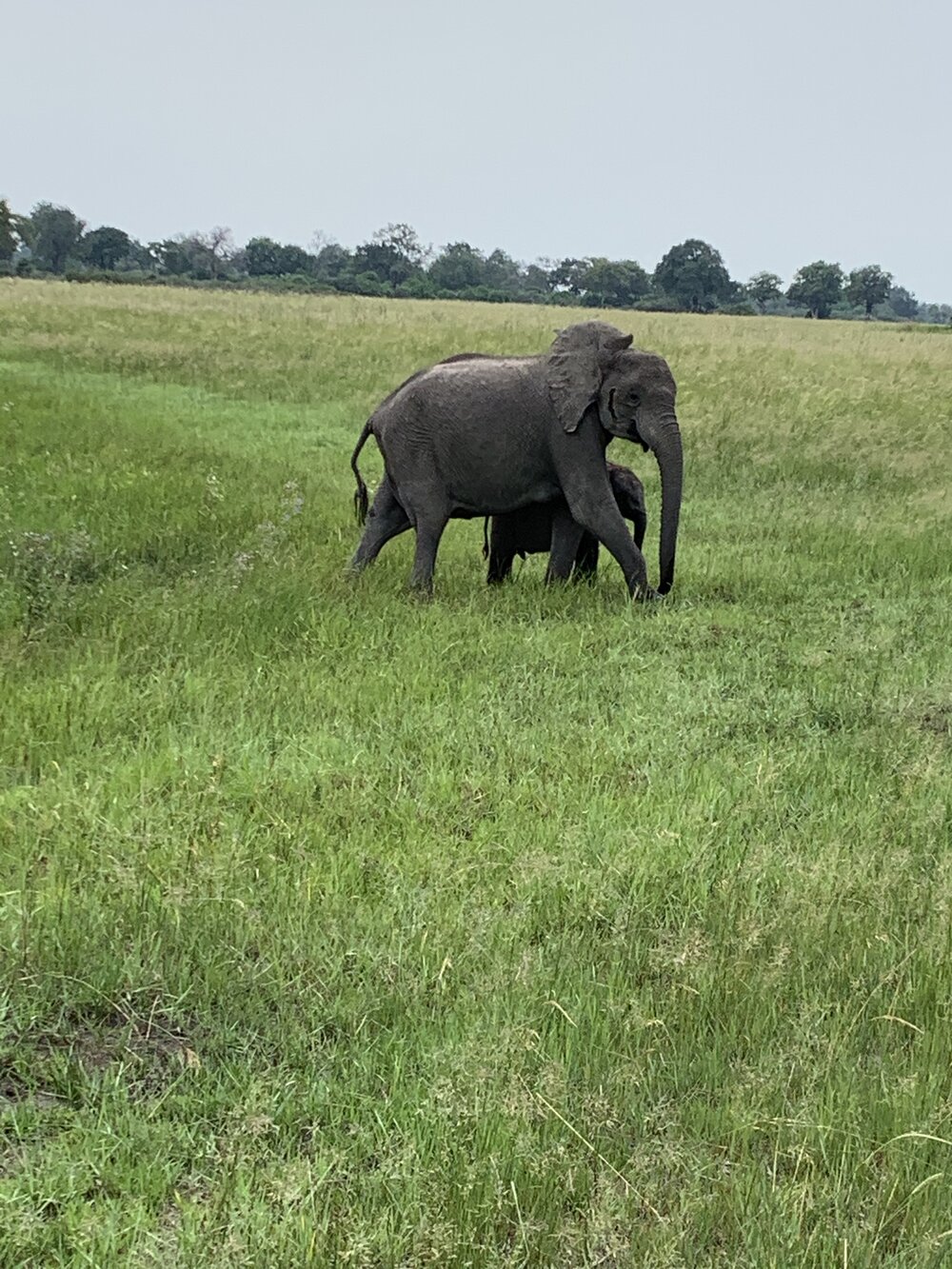 Elephant and calf.jpg