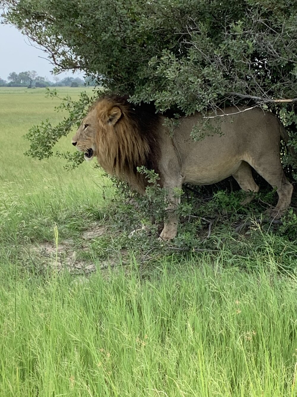 Lion in a bush.jpg