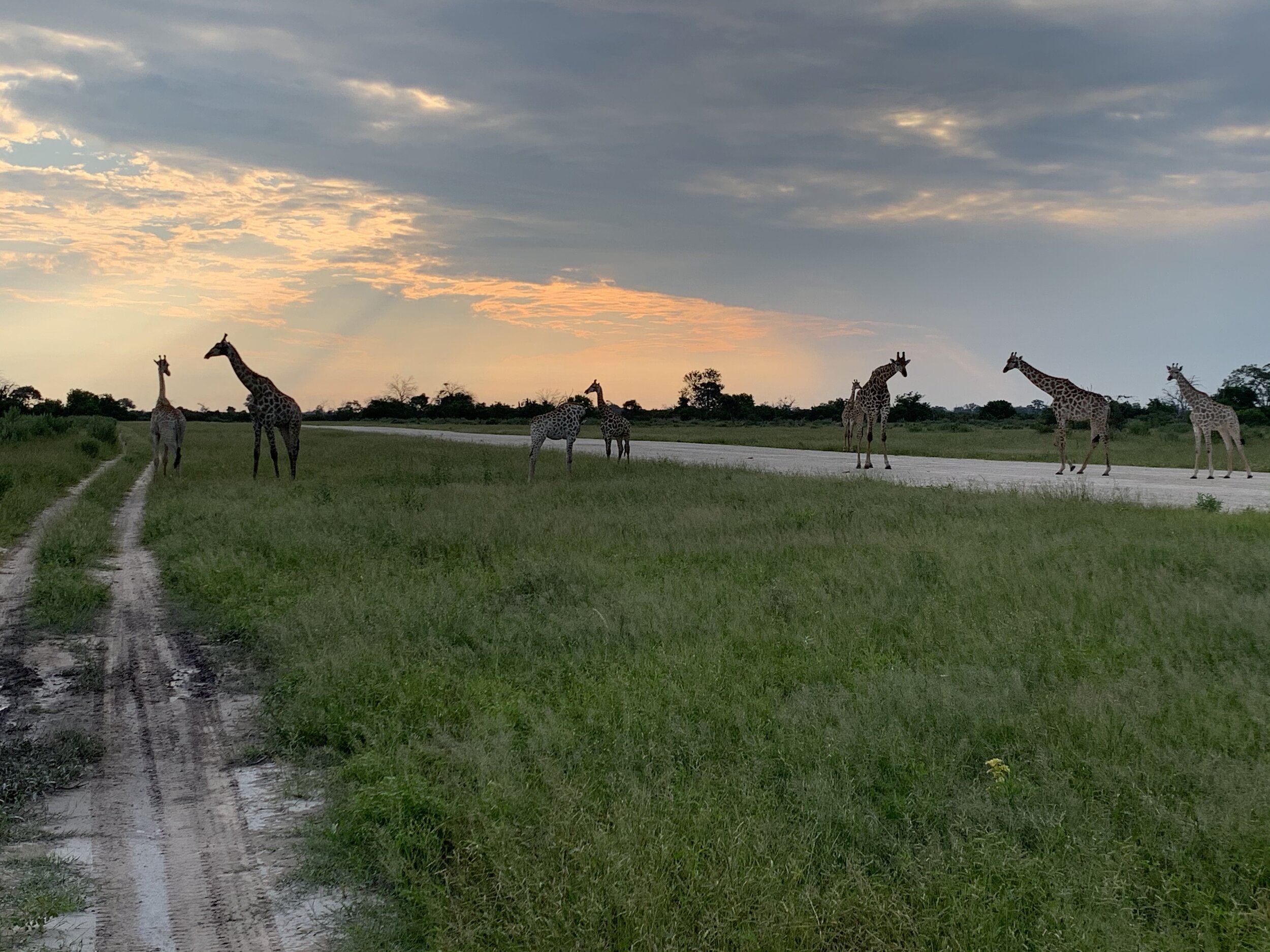 Giraffes on airstrip #2.jpg