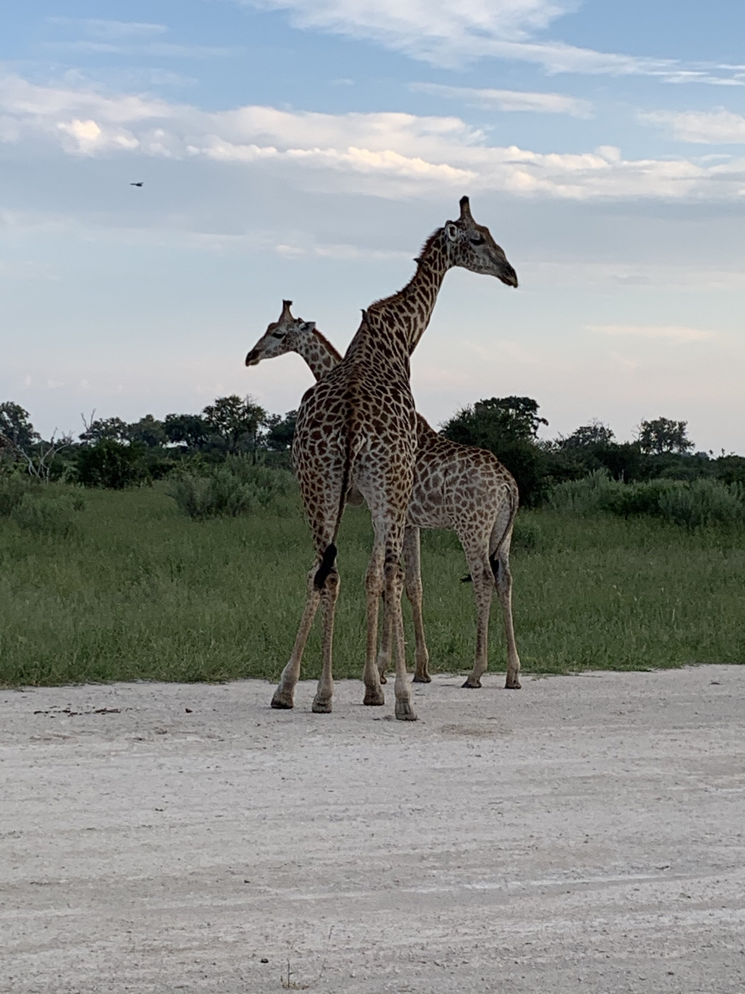 Giraffes on airstrip.jpg