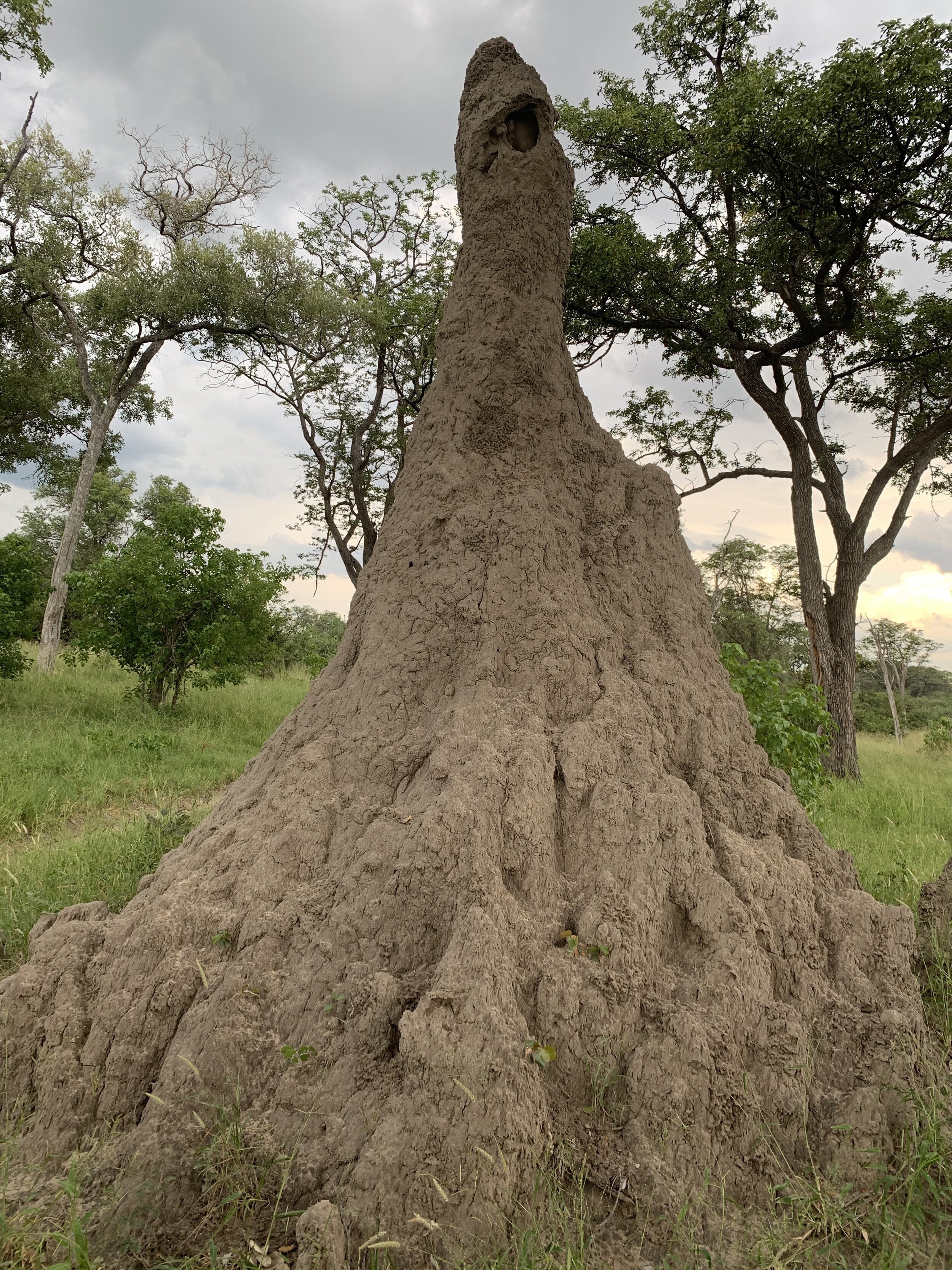 Termite mound.jpg