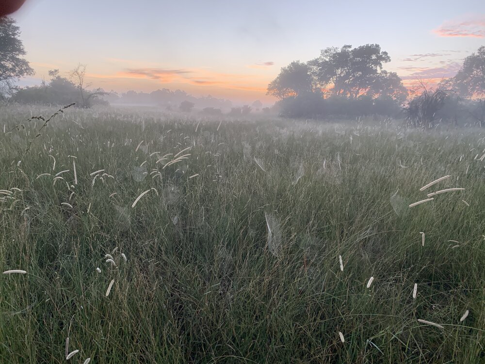 Tent spider webs.jpg