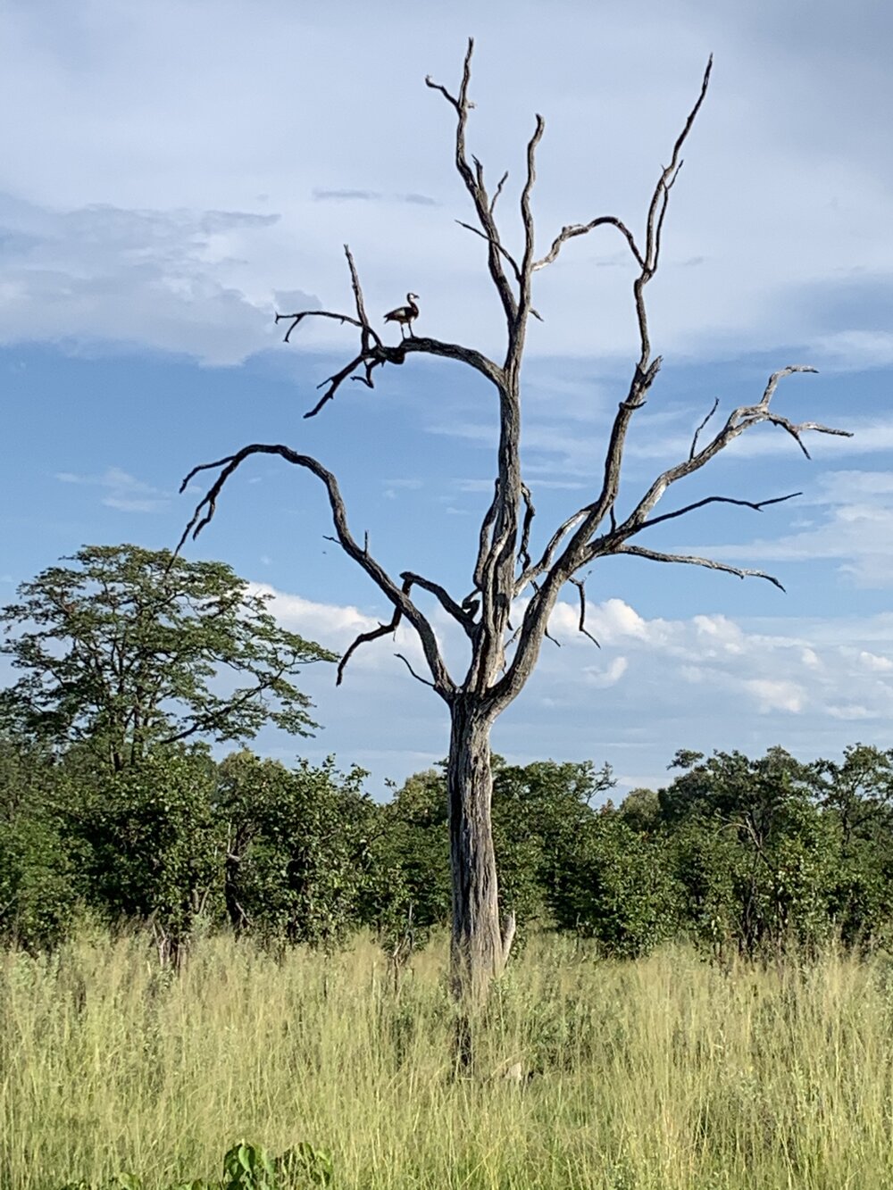 Bird in a tree.jpg