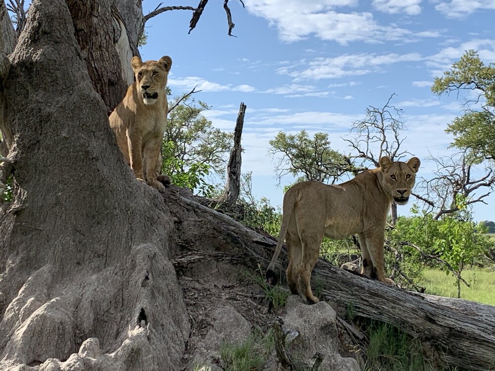 Lions looking.jpg