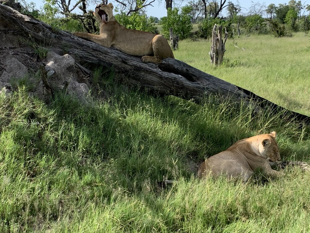 Lions licking.jpg