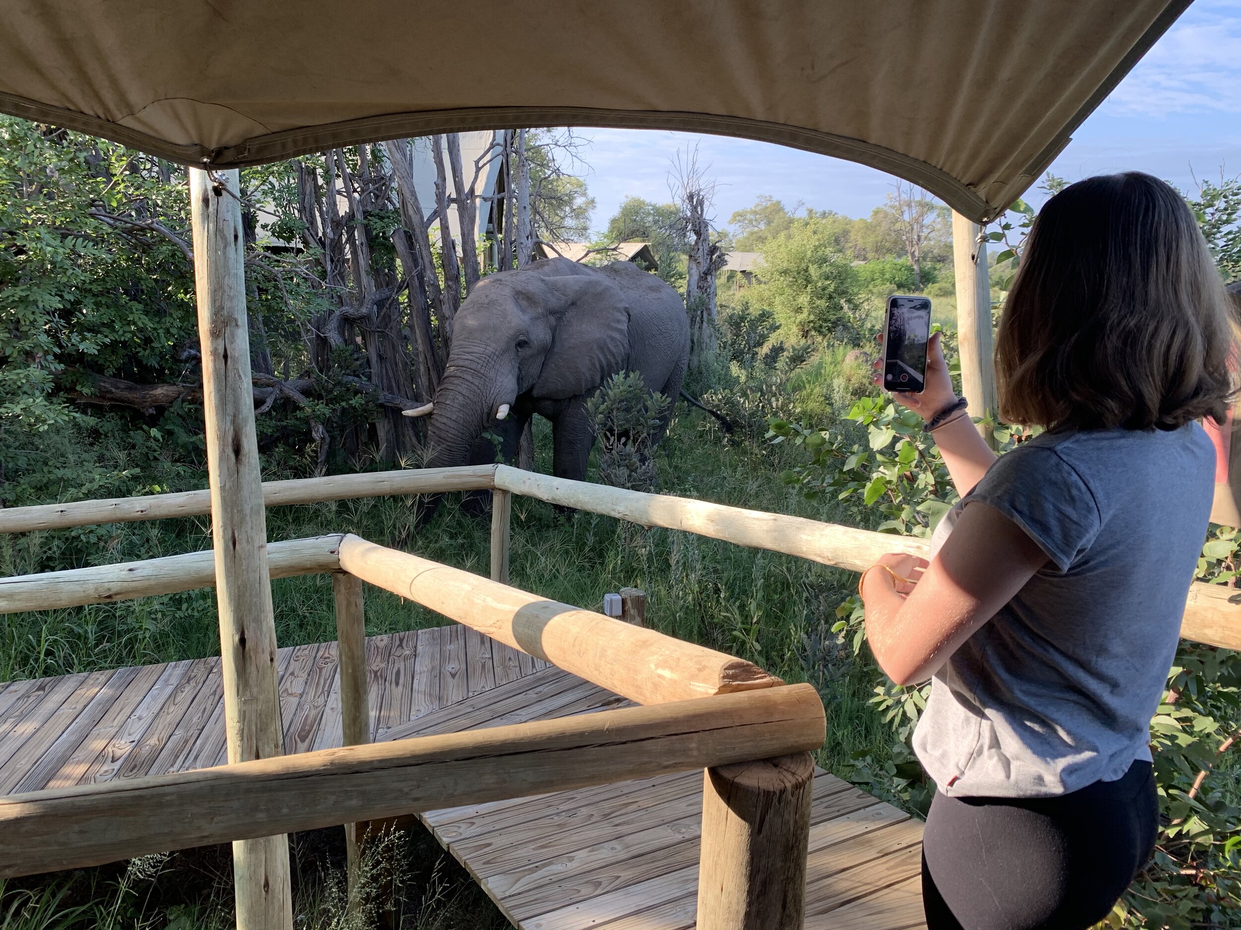 Morning elephant with Maya.jpg
