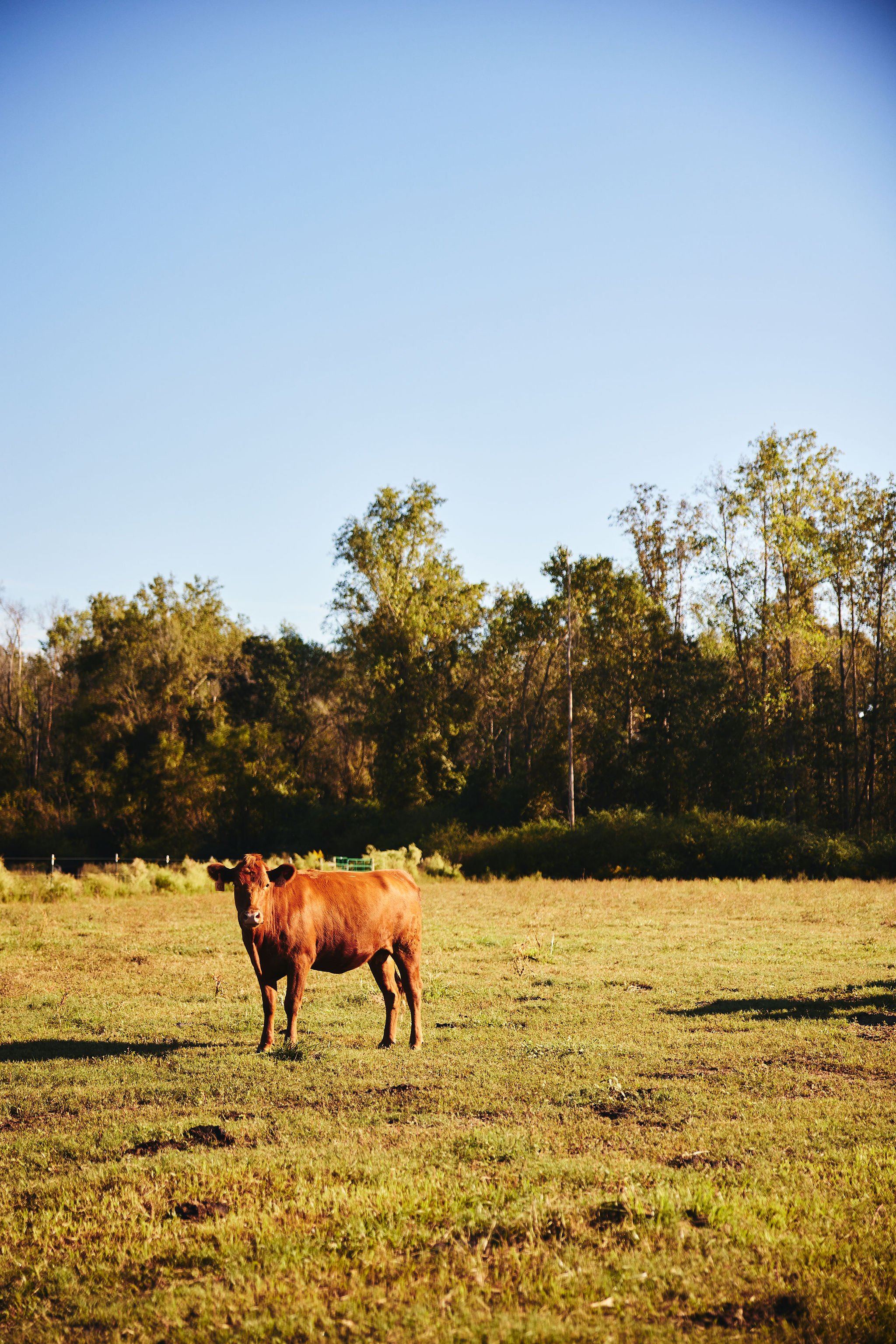 TheWorkmansFeastandFieldWhitePakPastures0046.jpg