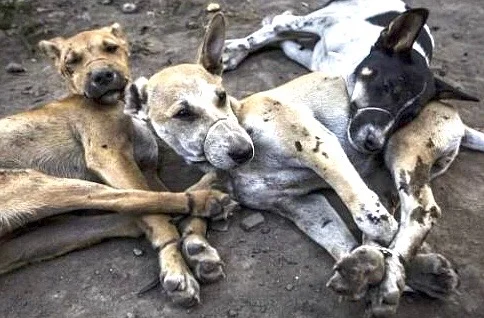 Honolulu’s Dirty Little Secret©