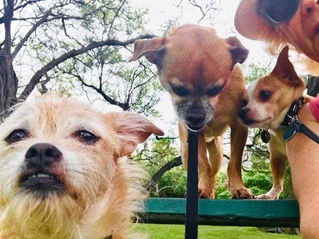 What My Dogs Have Taught Me As I Go Into The Last Chapter of My Life ©