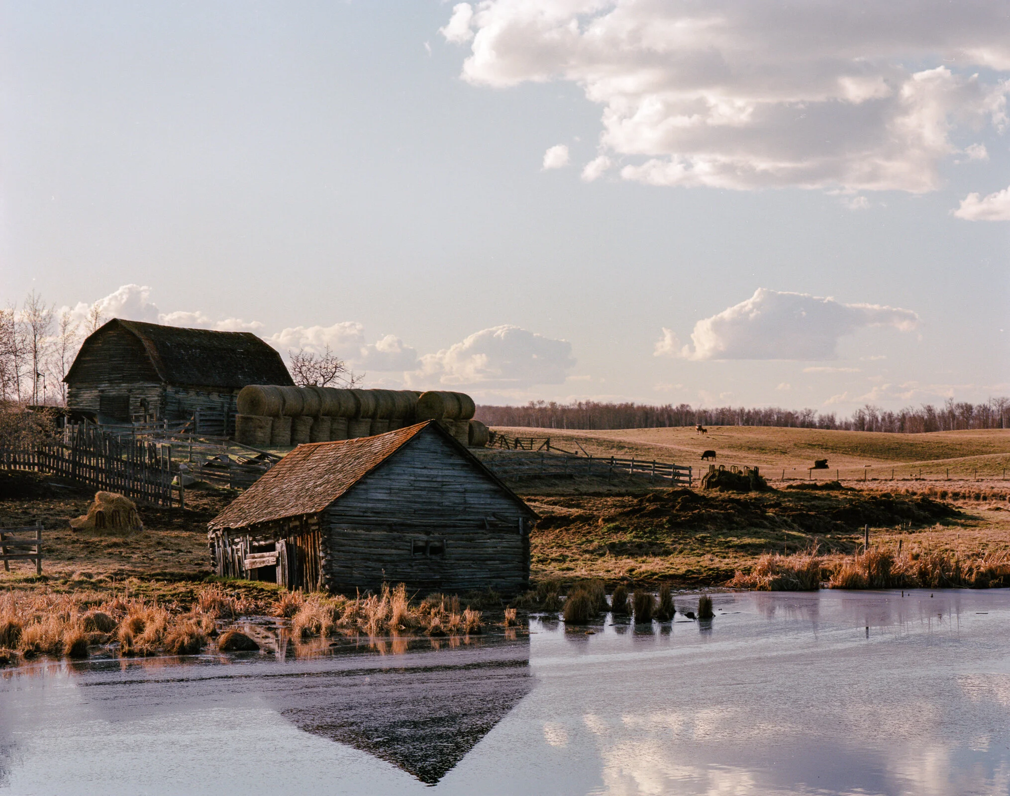 Pentax 67 - Portra 160 Elk Island  (7).jpg